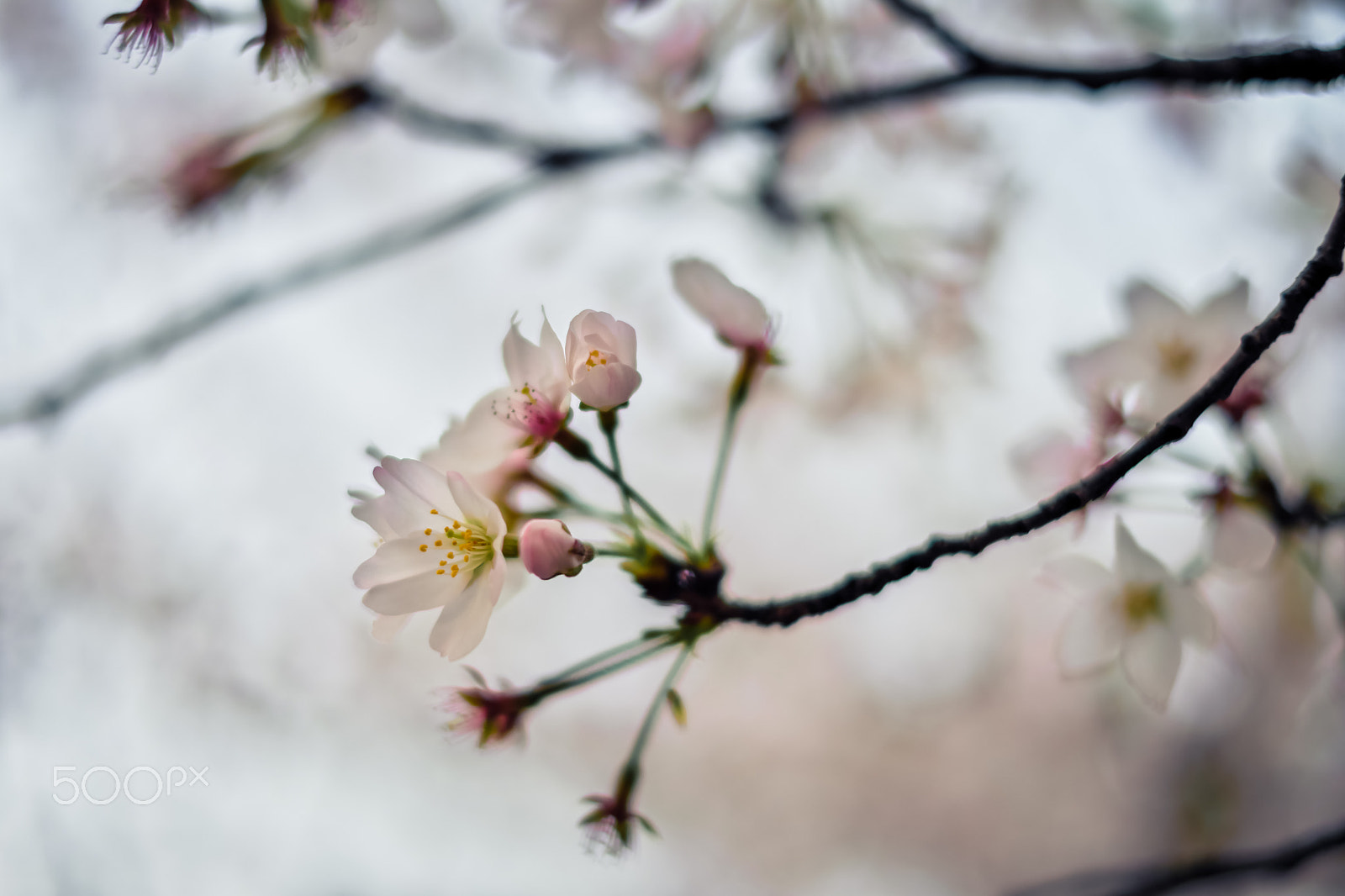 Fujifilm X-Pro2 sample photo. Cherry blossoms at dusk photography