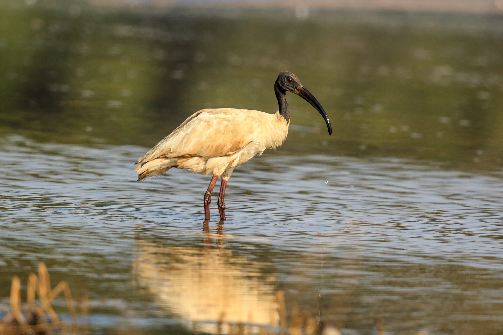 Canon EF 500mm F4L IS II USM sample photo. Black-headed ibis photography