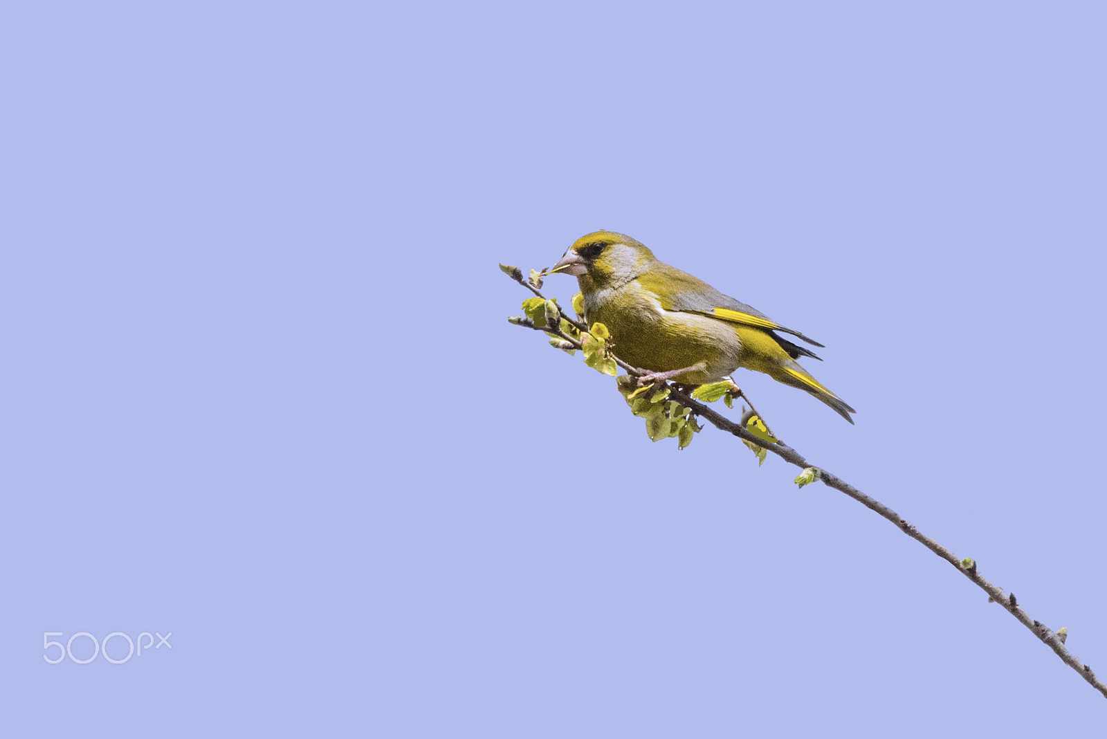Sigma 150-600mm F5-6.3 DG OS HSM | C sample photo. Greenfinch/verdone photography