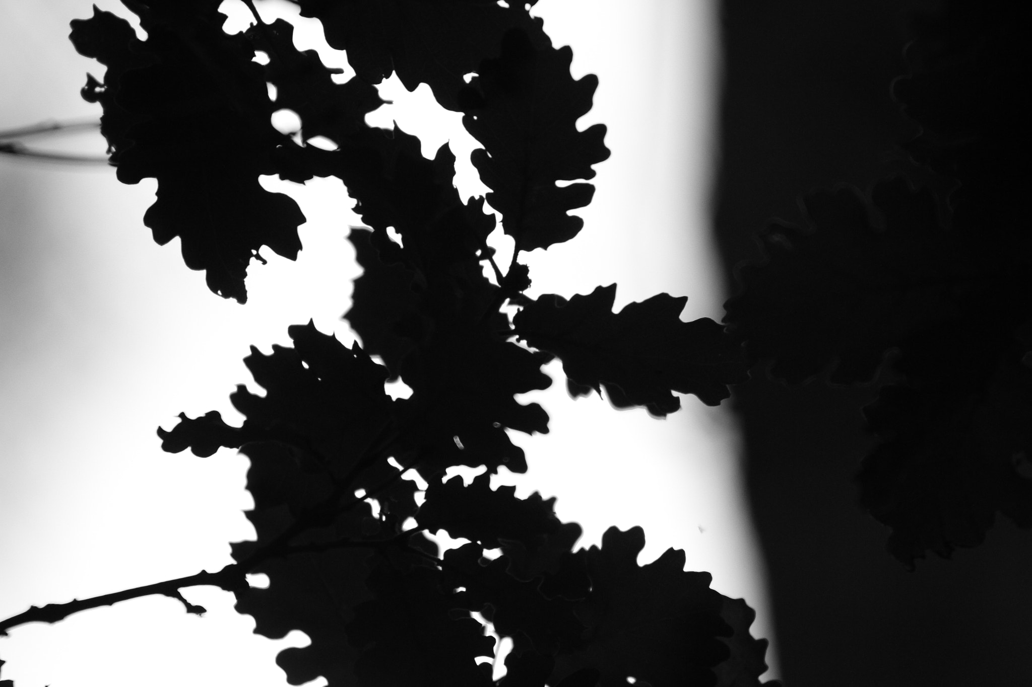 Sigma 70-200mm F2.8 EX DG OS HSM sample photo. Tree leaf photography