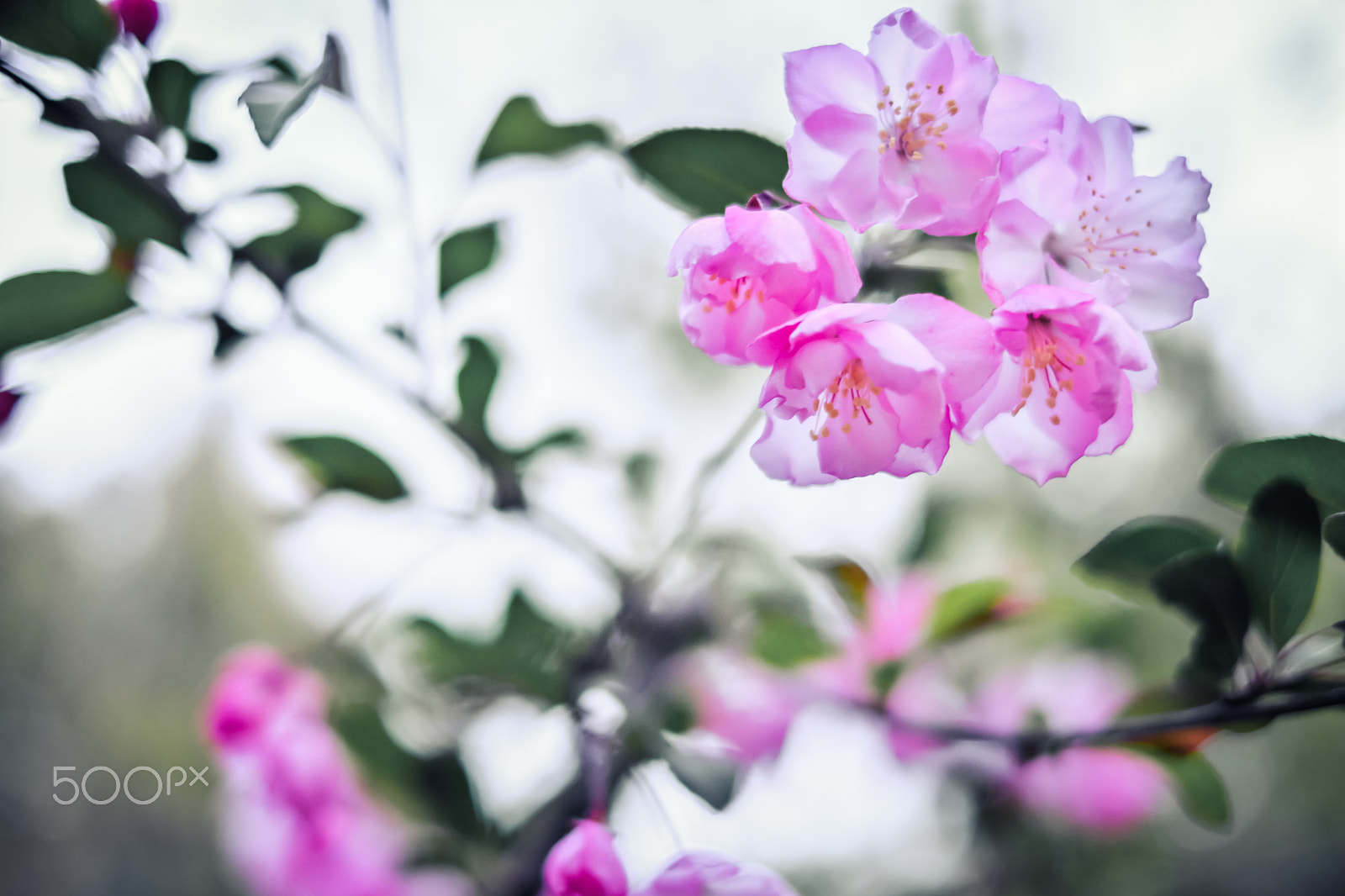 Fujifilm X-Pro2 sample photo. Cherry blossoms at dusk photography