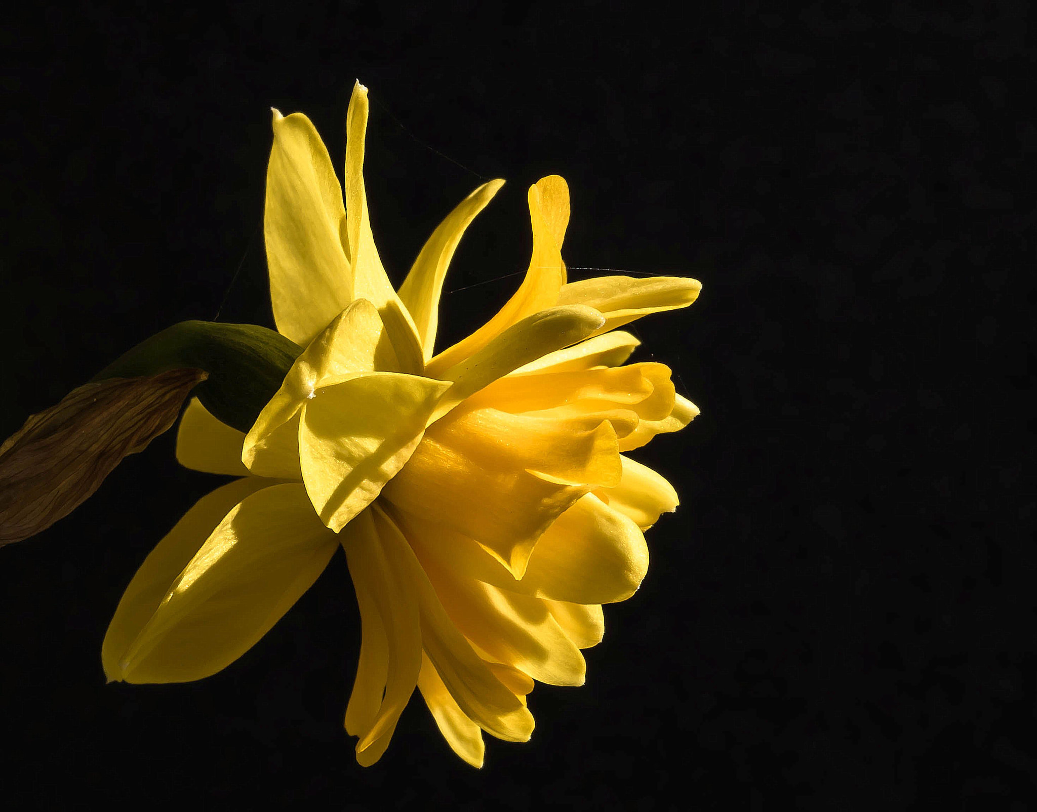Sigma 105mm F2.8 EX DG OS HSM sample photo. Narcissus photography
