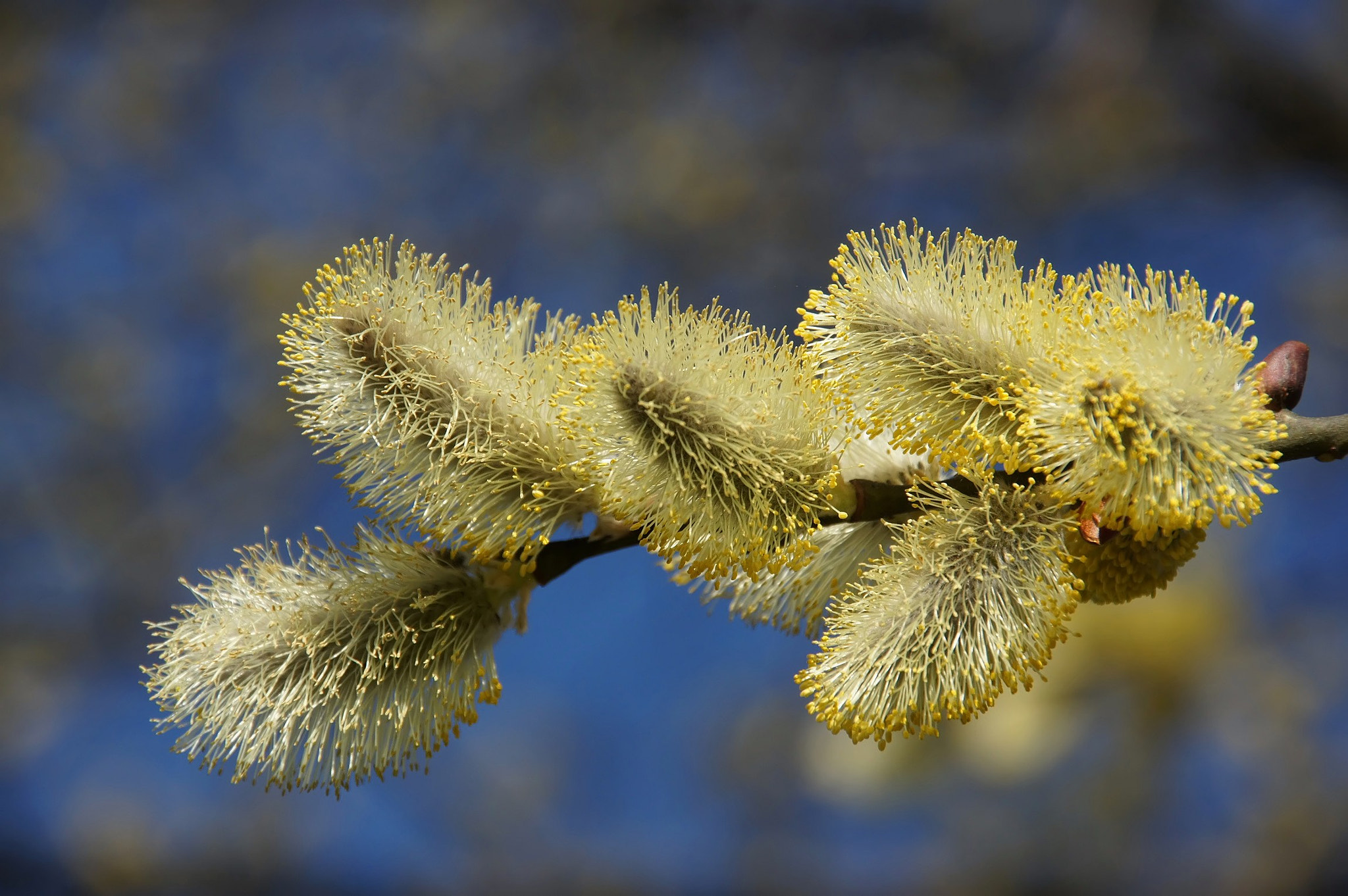 Sony Alpha DSLR-A450 sample photo. Willow photography