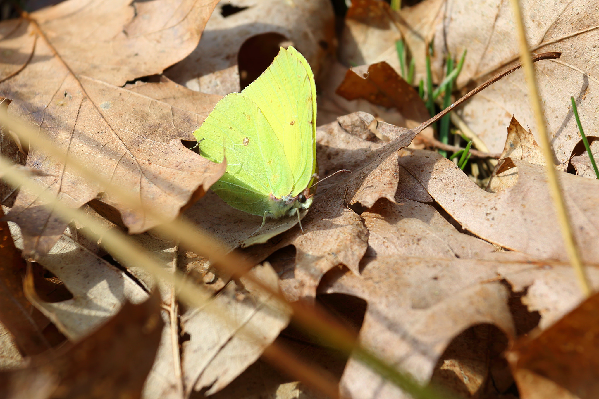 Canon EOS 70D + Canon EF 17-40mm F4L USM sample photo. Butterfly photography