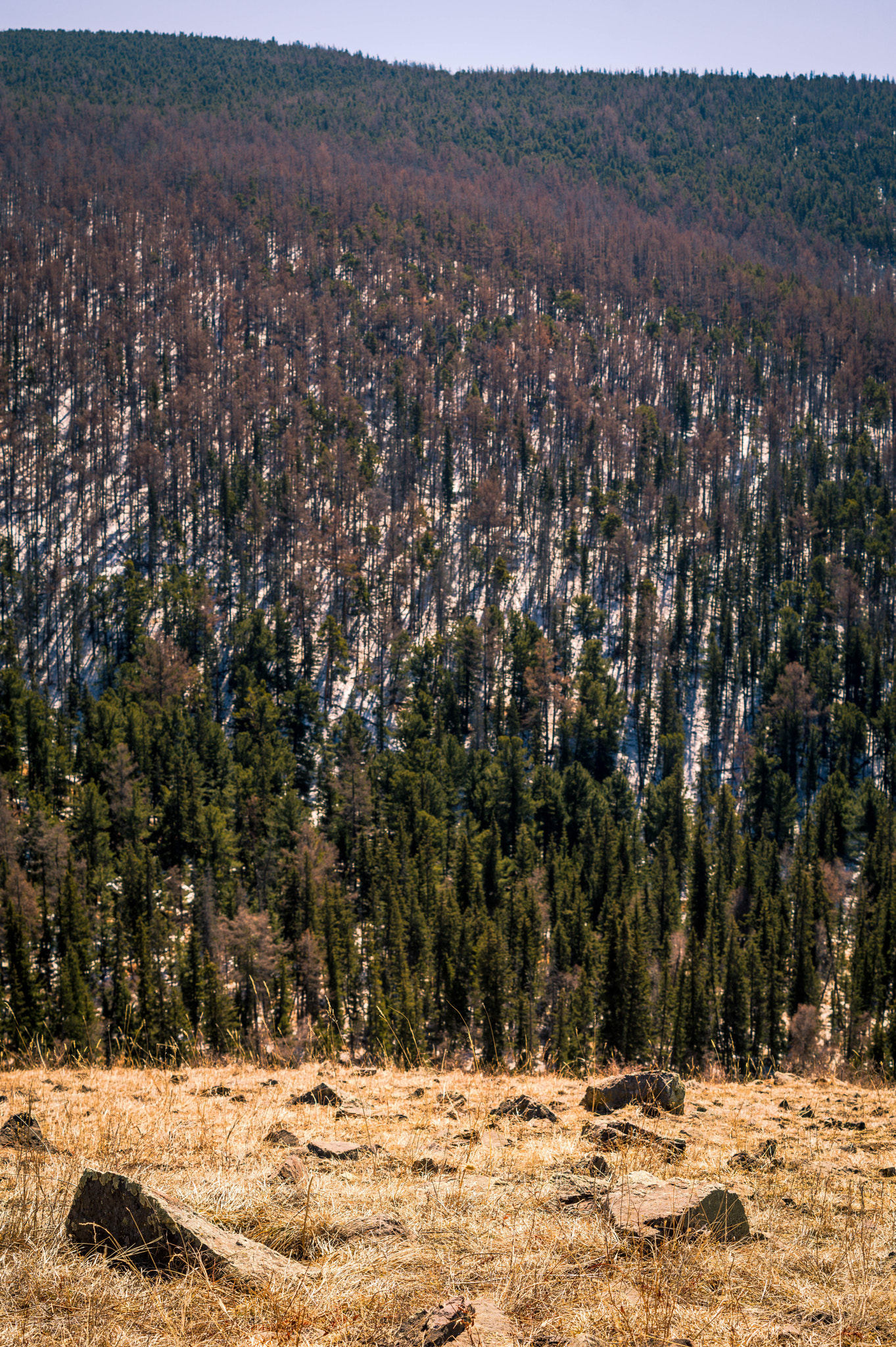 Sony SLT-A58 + Sony DT 50mm F1.8 SAM sample photo. Forest photography