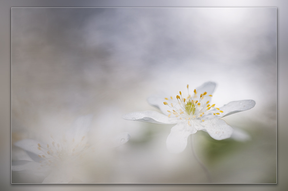 Nikon D300 + Sigma 150mm F2.8 EX DG OS Macro HSM sample photo. Wood anemone photography