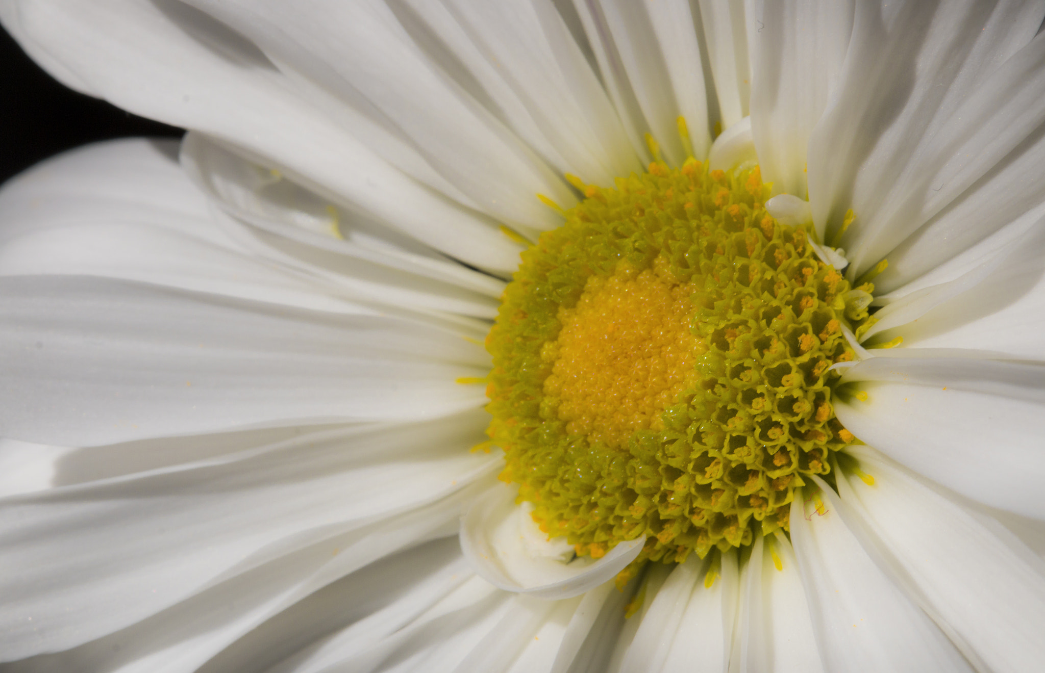 Canon EF 100mm F2.8 Macro USM sample photo. Daisy photography