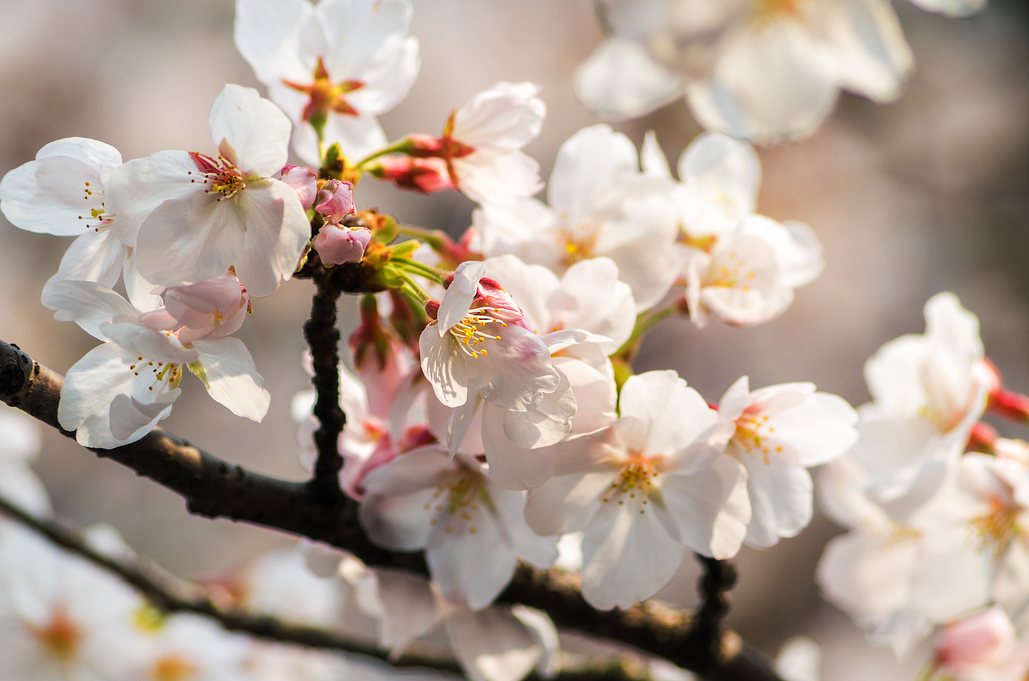 Pentax K-50 sample photo. Sakura photography