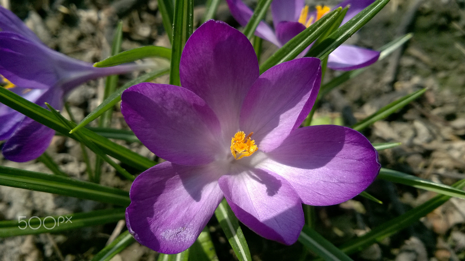 Nokia Lumia 735 sample photo. Purple flowers photography