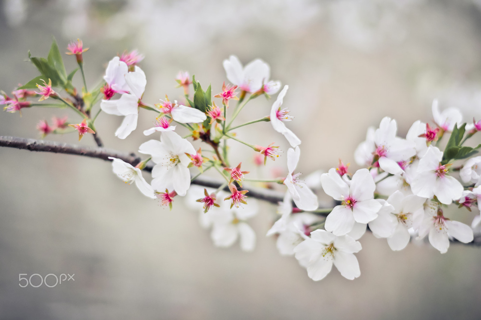 Fujifilm X-Pro2 sample photo. Cherry blossoms at dusk photography