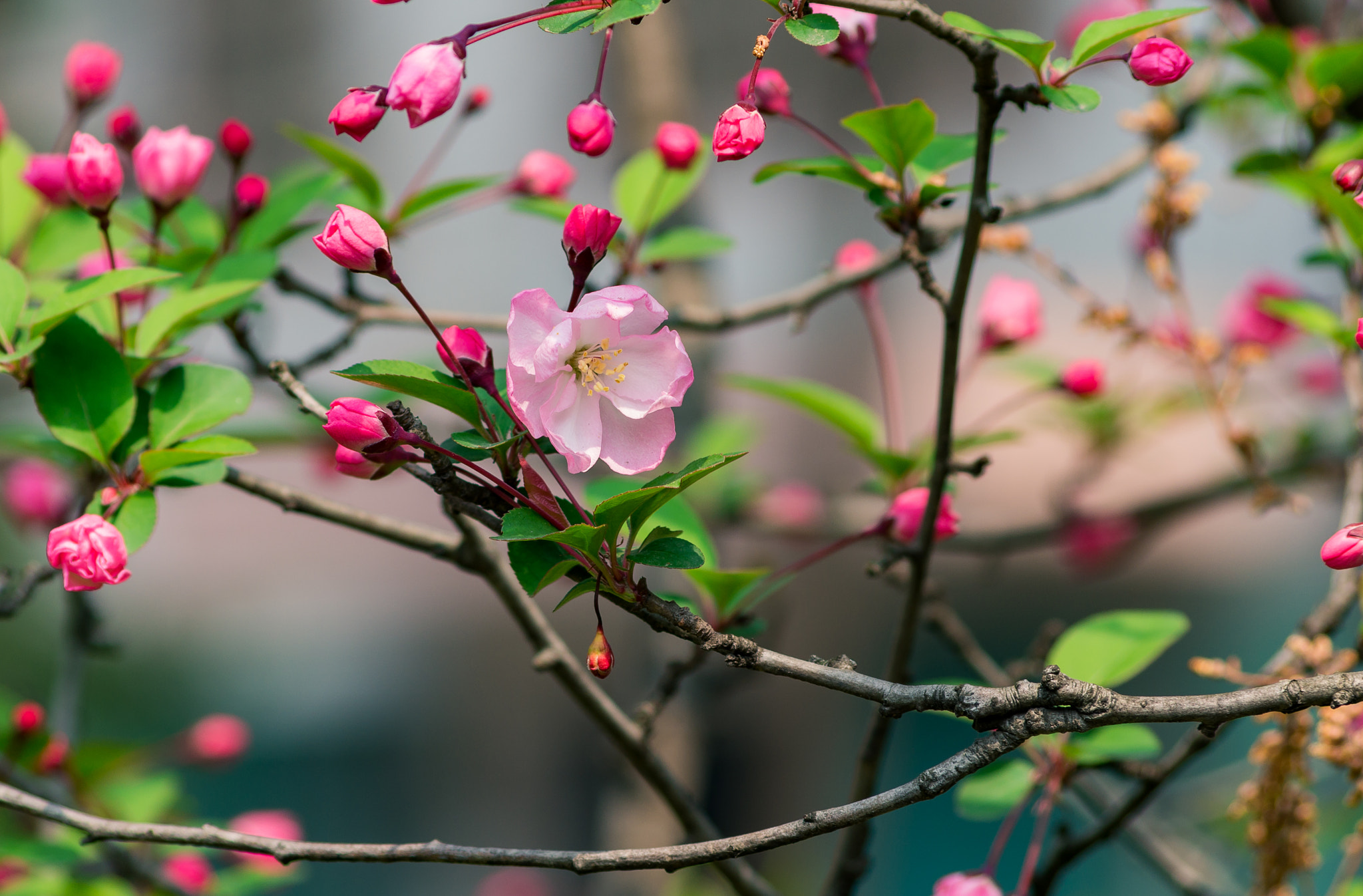 Pentax smc DA 55-300mm F4.0-5.8 ED sample photo. Begonia photography