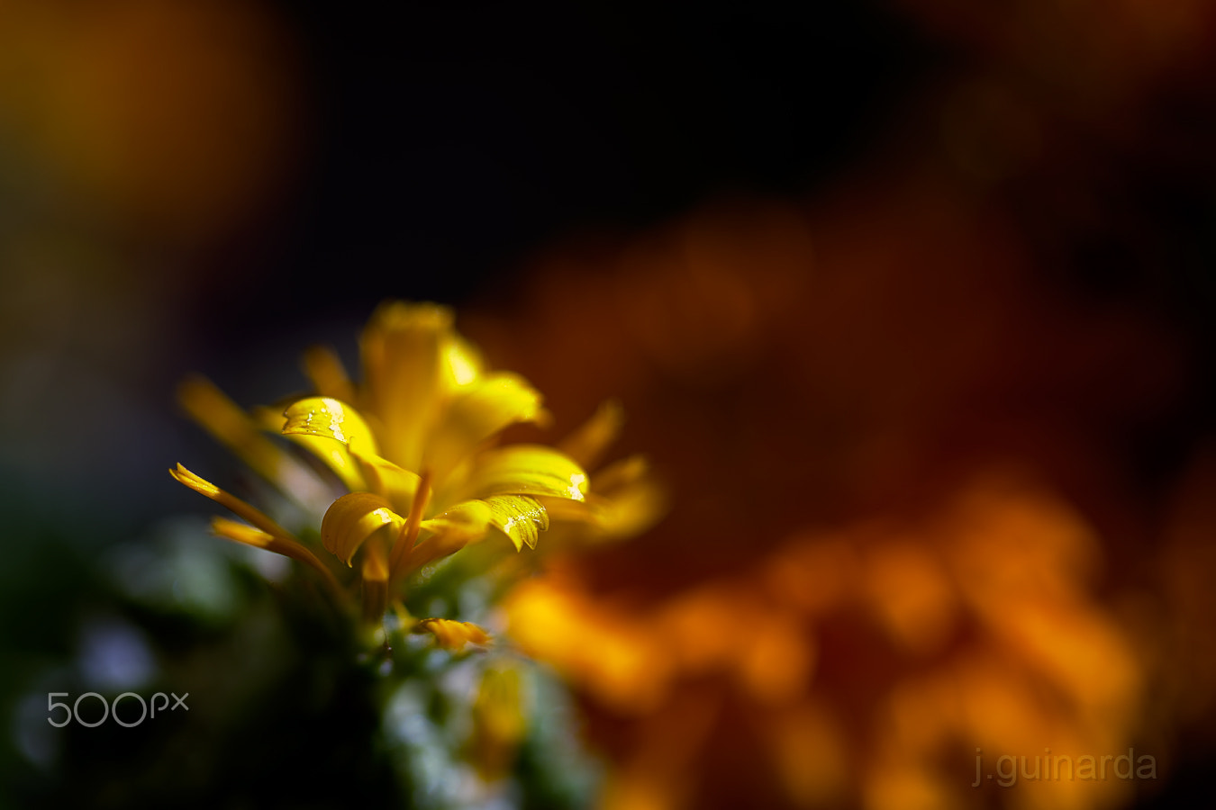 Pentax smc D-FA 50mm F2.8 Macro sample photo. Boixac photography