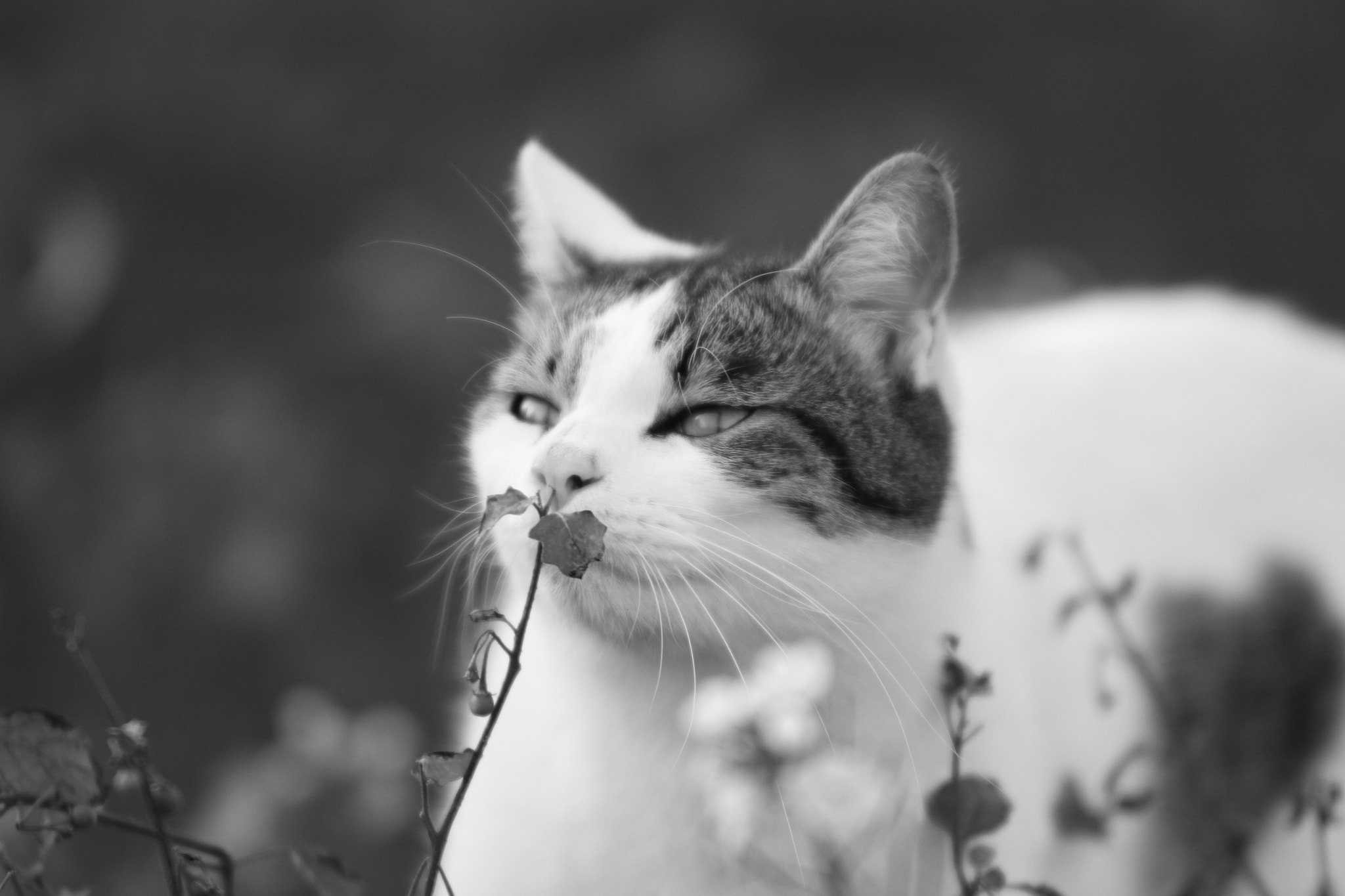 Sigma 70-200mm F2.8 EX DG OS HSM sample photo. Whisky photography
