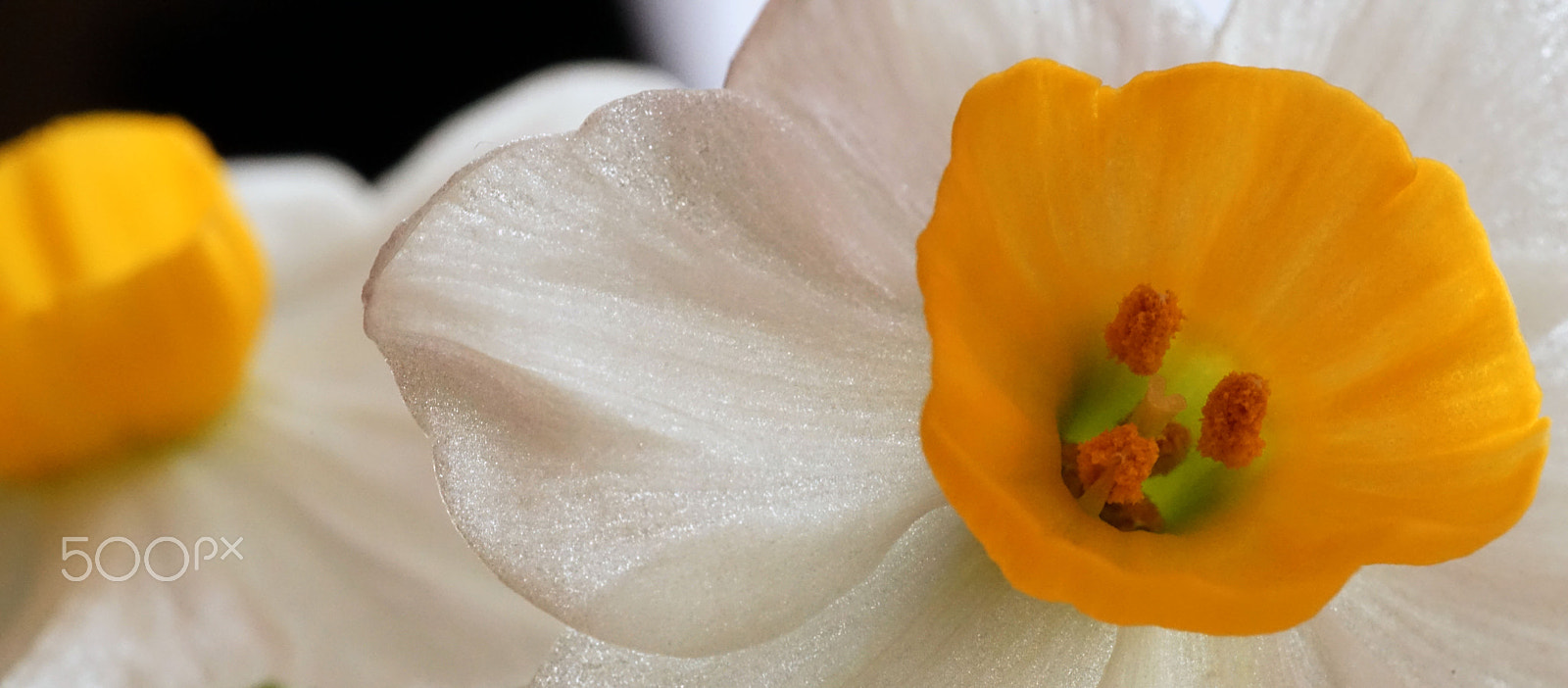 Sony a7R sample photo. Daffodil 水仙花 photography