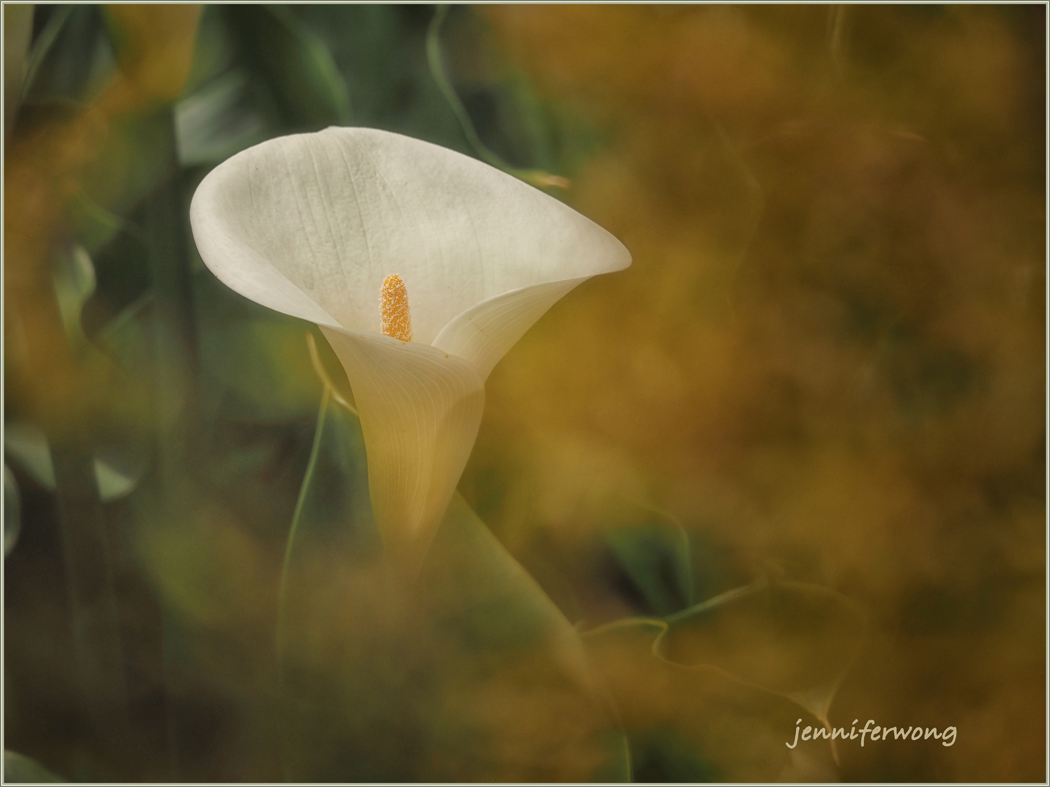 Olympus OM-D E-M1 sample photo. Calla lily photography