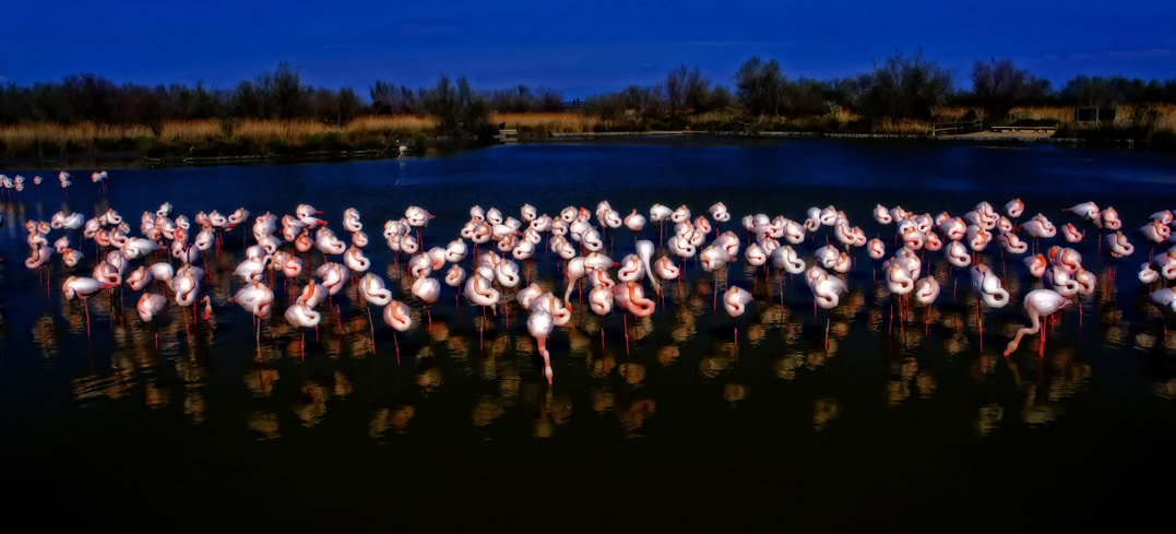 Pentax K-x + smc PENTAX-FA 20mm F2.8 sample photo. Flaments .camargue photography