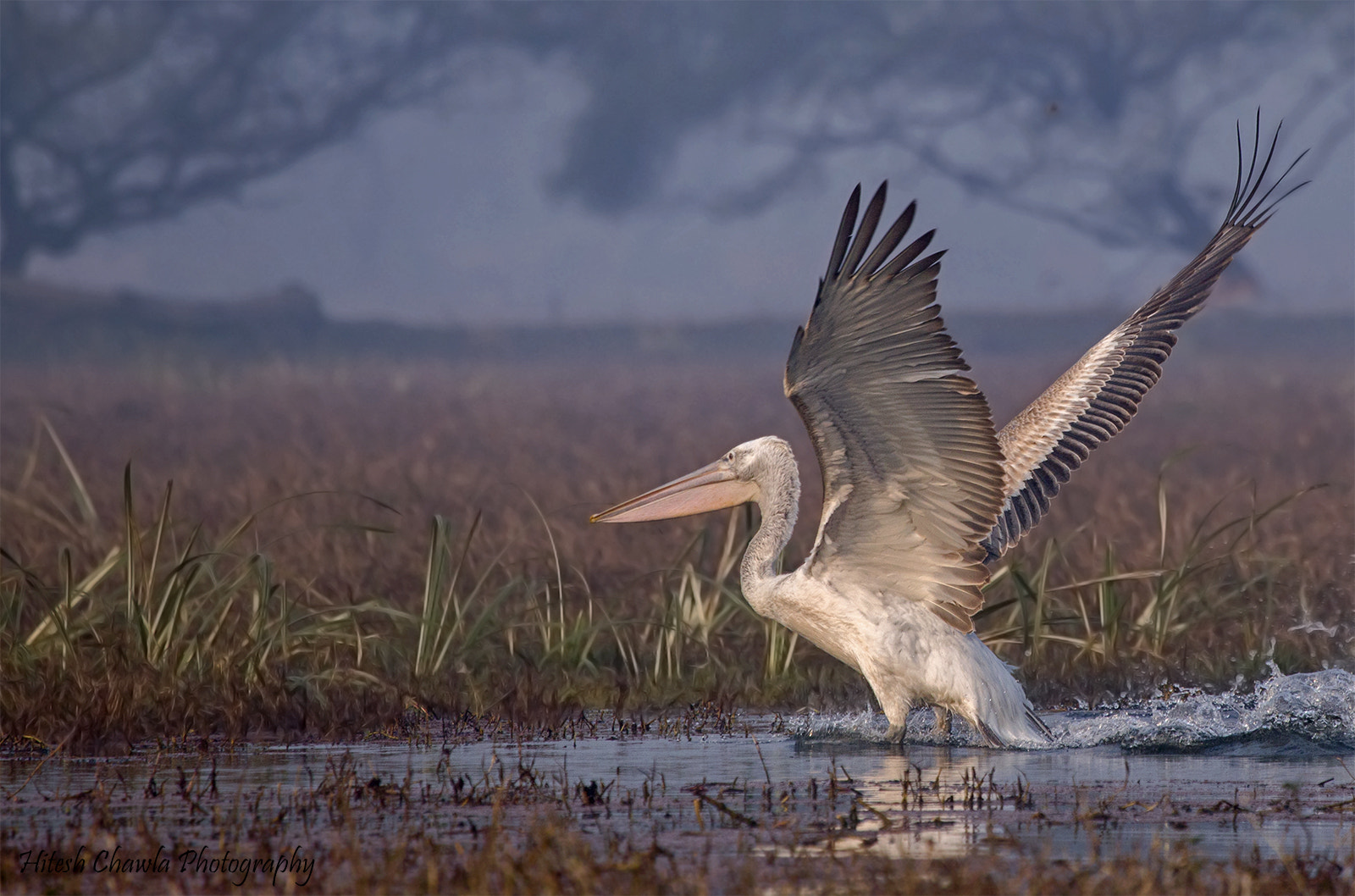 Canon EOS 6D + Canon EF 100-400mm F4.5-5.6L IS USM sample photo. Take off... a dalmatian pelican... photography