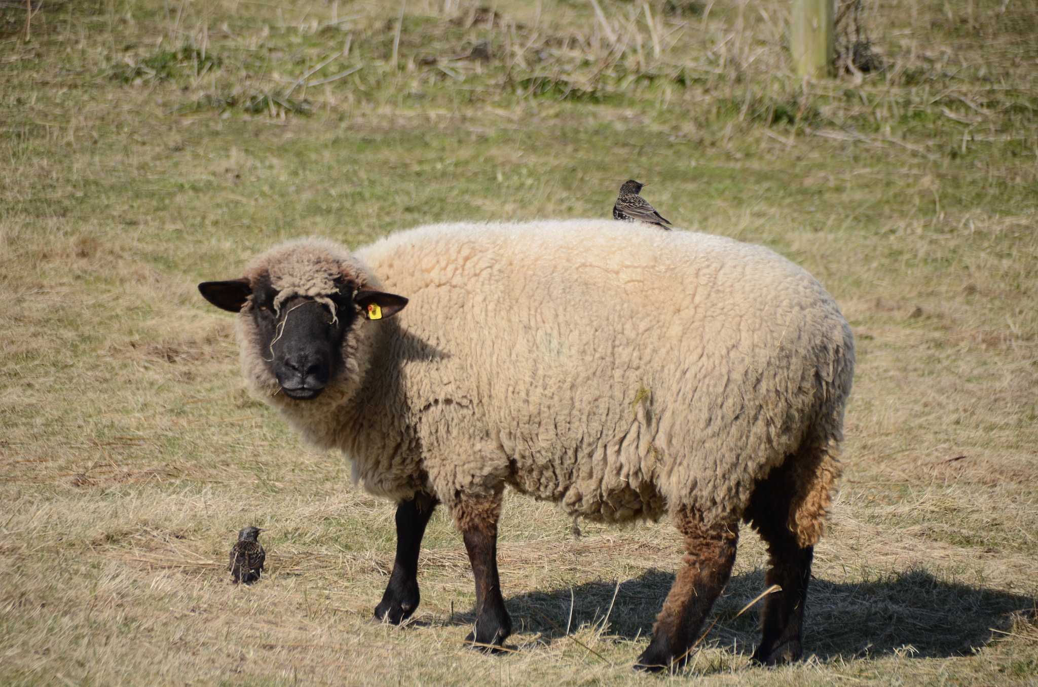 Sigma 18-250mm F3.5-6.3 DC Macro OS HSM sample photo. Sheep'o'mobil photography