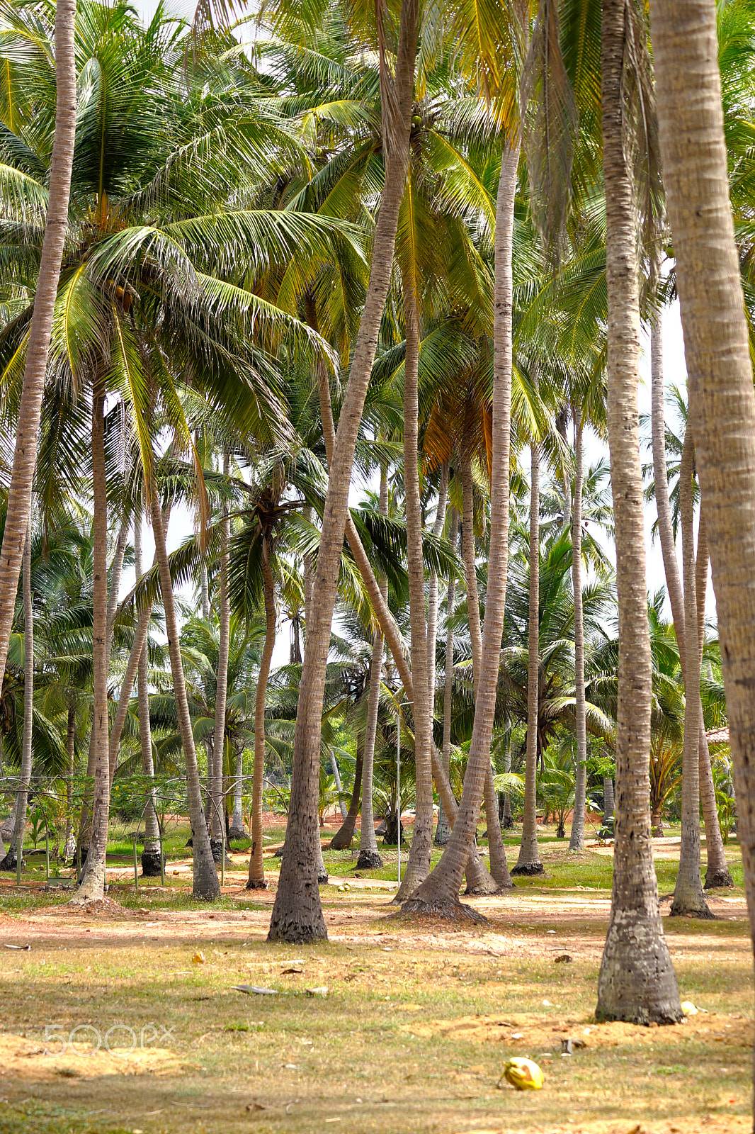 Sony a99 II sample photo. Green and yellow colors of palm garden photography