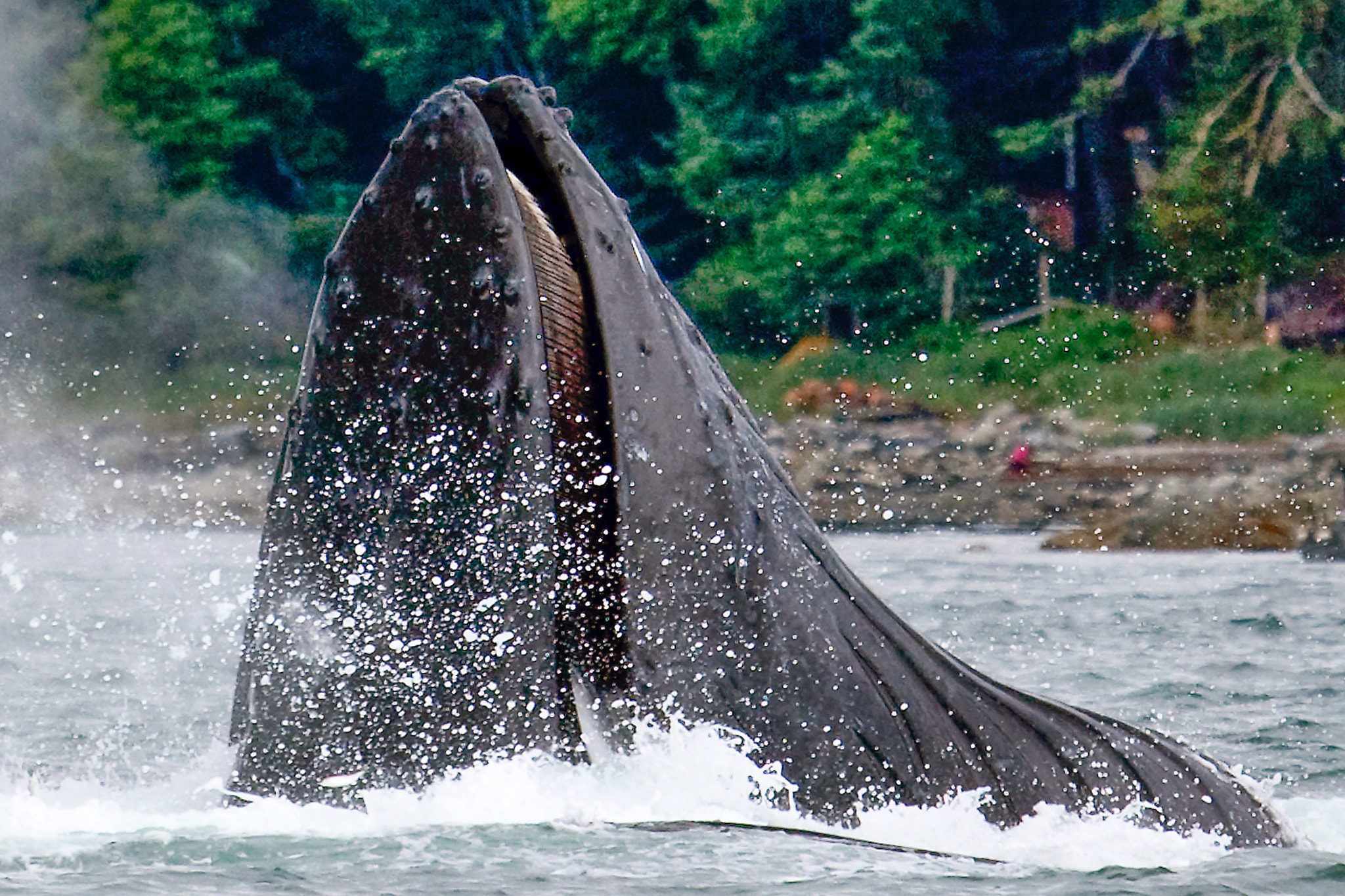 Canon EF 100-400mm F4.5-5.6L IS USM sample photo. Alaska humpback photography