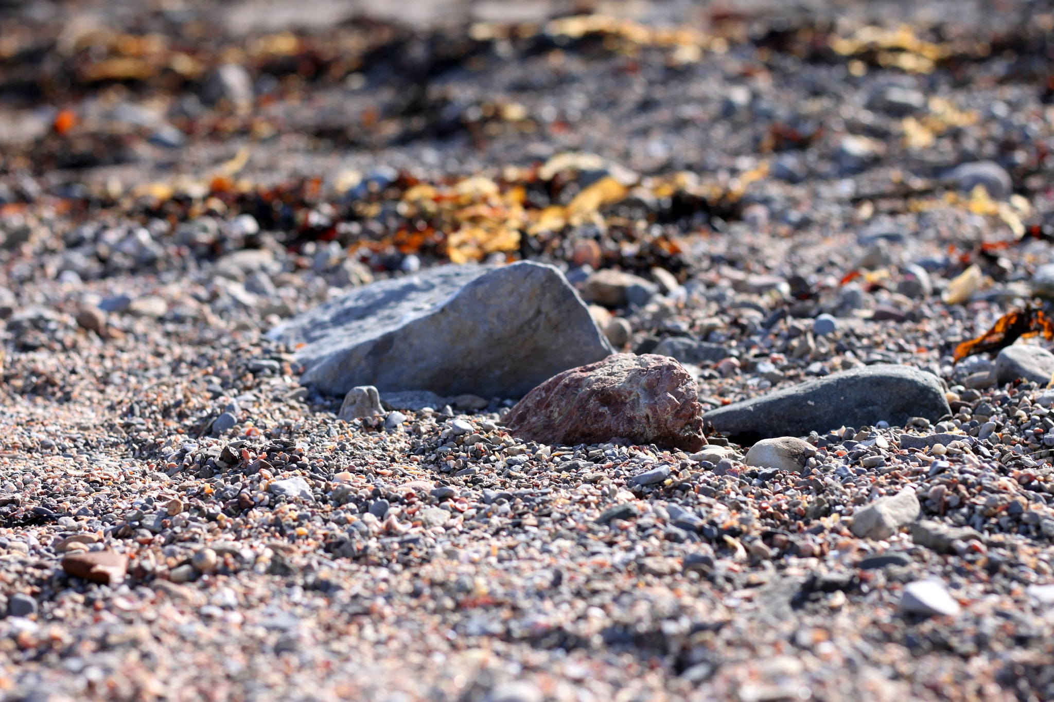 Canon EOS 500D (EOS Rebel T1i / EOS Kiss X3) + Canon EF 50mm F1.8 STM sample photo. Stones on the beach photography