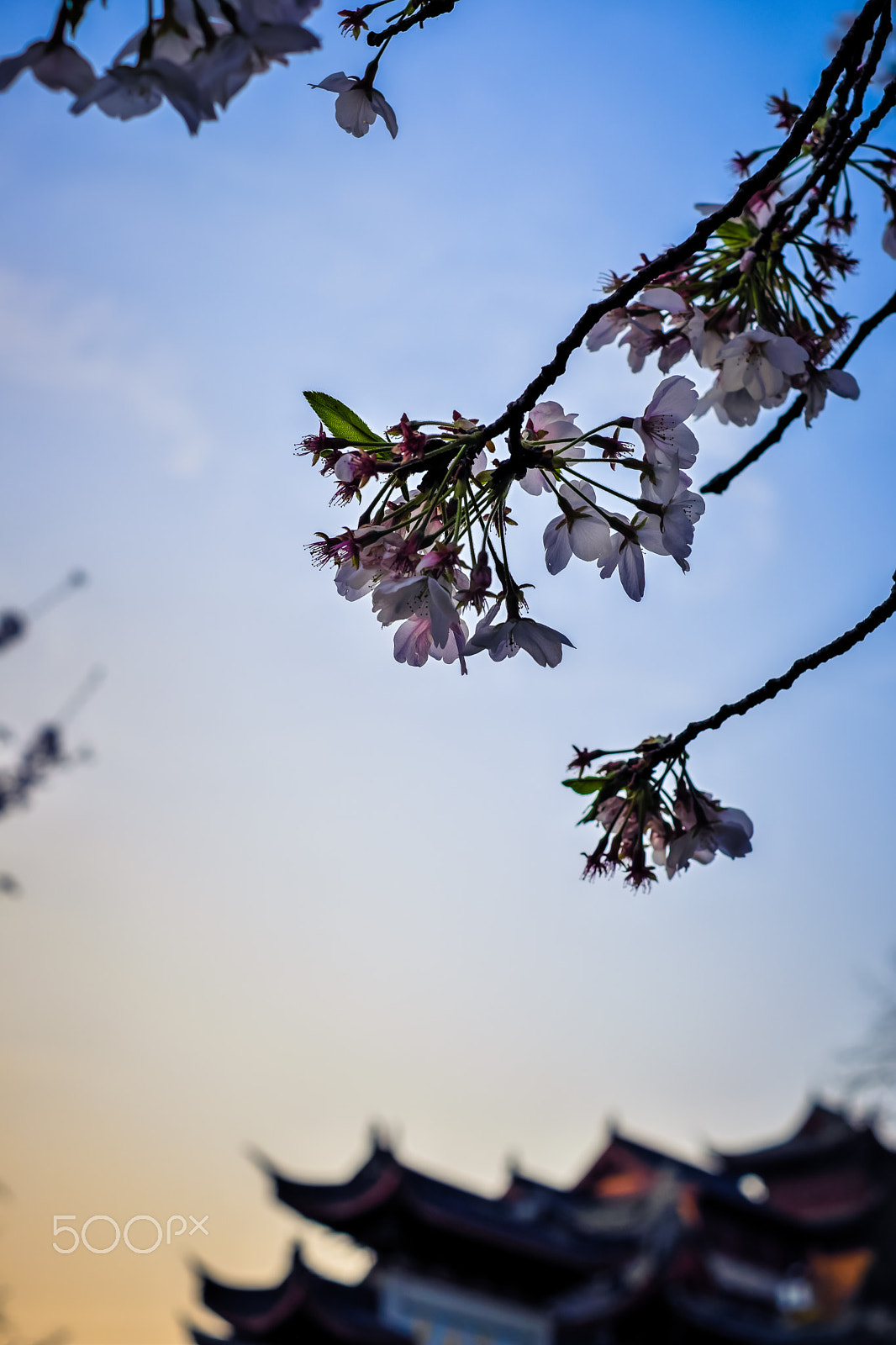 Fujifilm X-Pro2 sample photo. Cherry blossoms at dusk photography