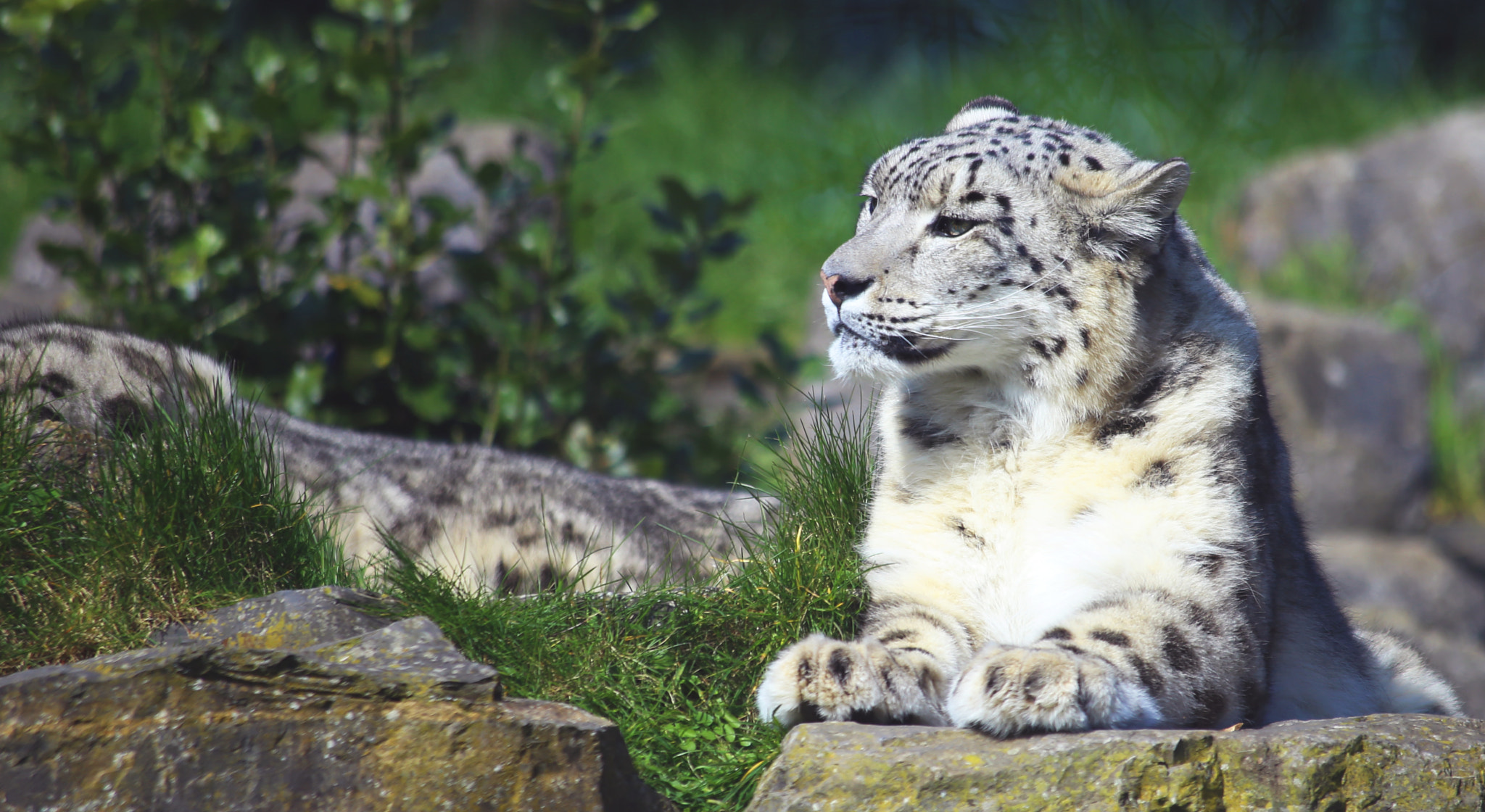 Canon EF 70-300mm F4-5.6 IS USM sample photo. Snow leopard photography