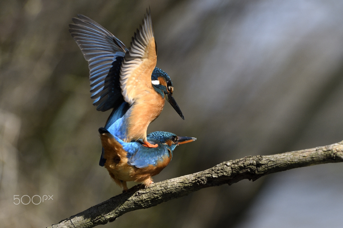 Nikon AF-S Nikkor 200-400mm F4G ED-IF VR sample photo. "les acrobates" photography