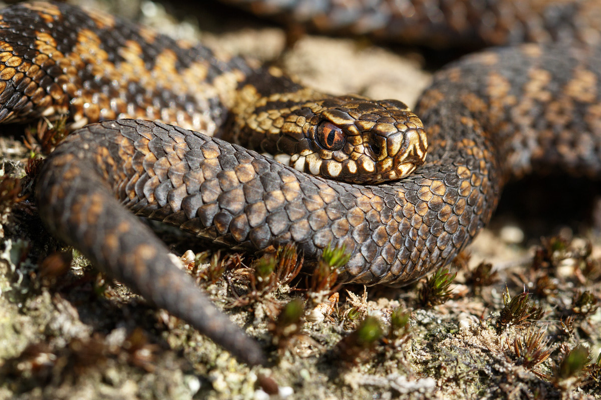 Canon EF 100mm F2.8L Macro IS USM sample photo. Common european viper photography