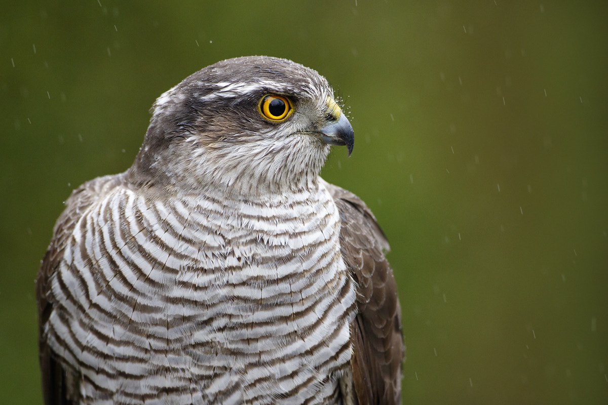 Canon EF 500mm F4L IS USM sample photo. Eurasian sparrowhawk photography