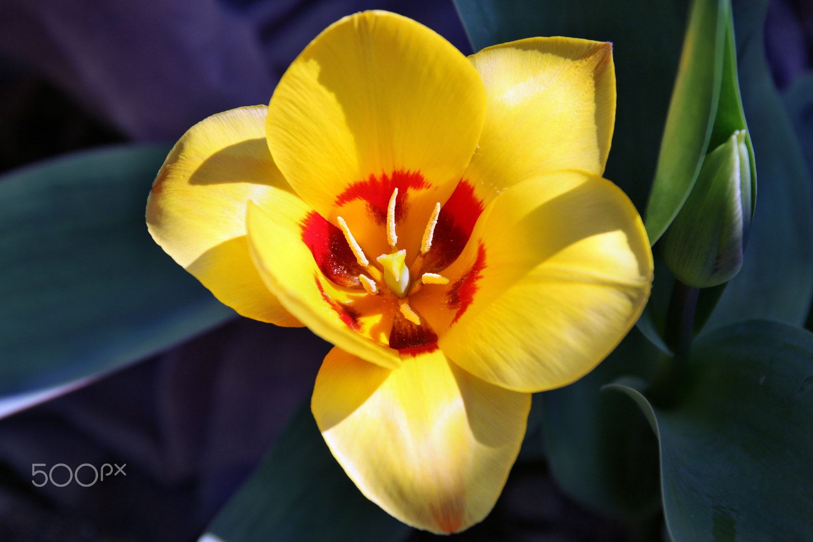 Canon EOS 7D Mark II + Sigma 17-70mm F2.8-4 DC Macro OS HSM sample photo. Fresh tulip opening in switzerland by willie b photography