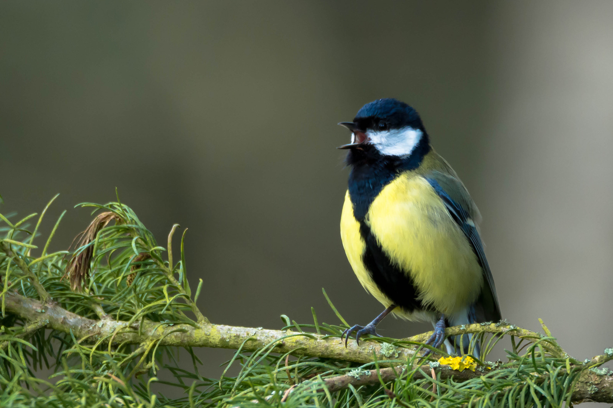 Nikon D7200 sample photo. Mésange charbonnière photography