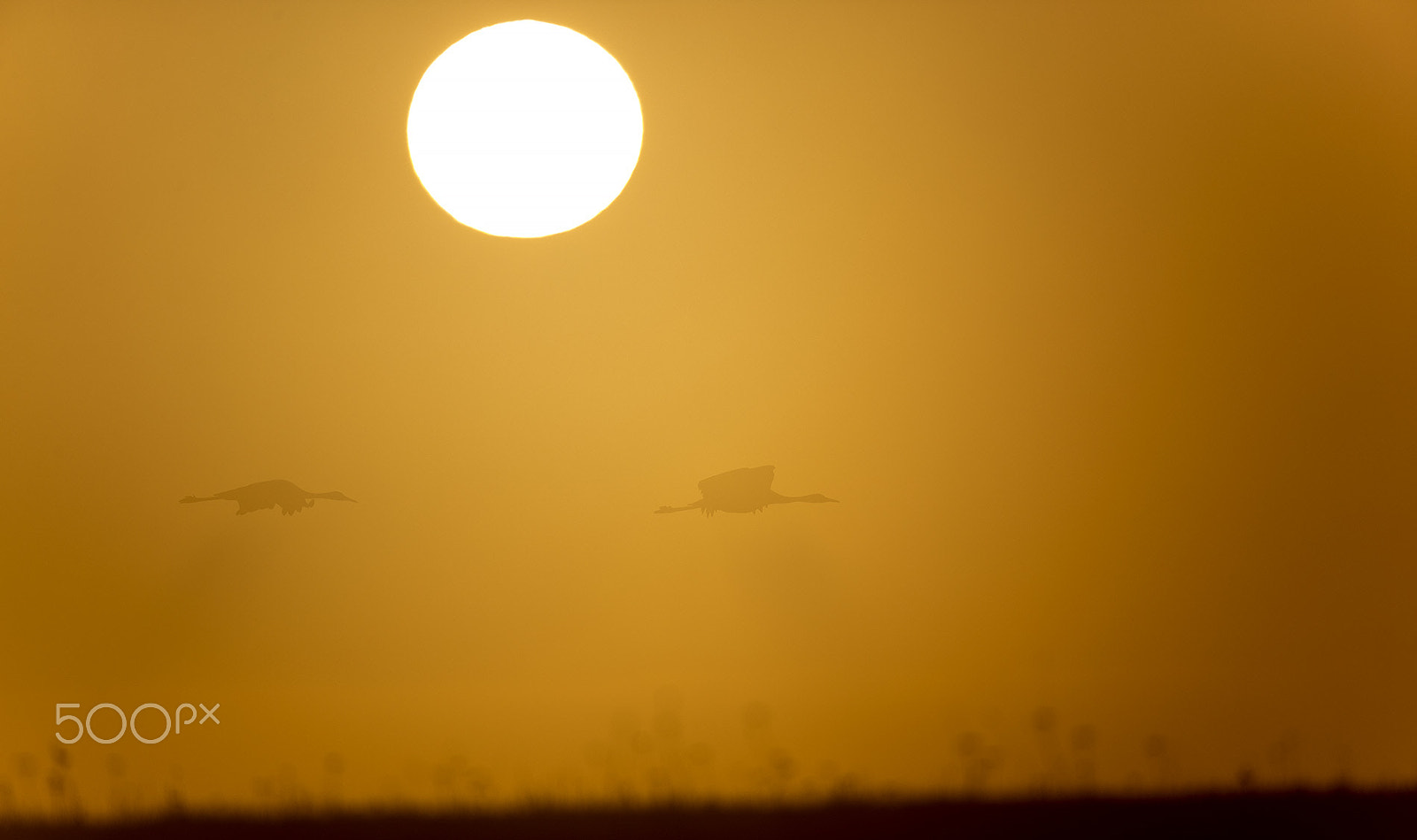 Canon EOS-1D X Mark II + Canon EF 600mm F4L IS II USM sample photo. Cranes at sunrise photography