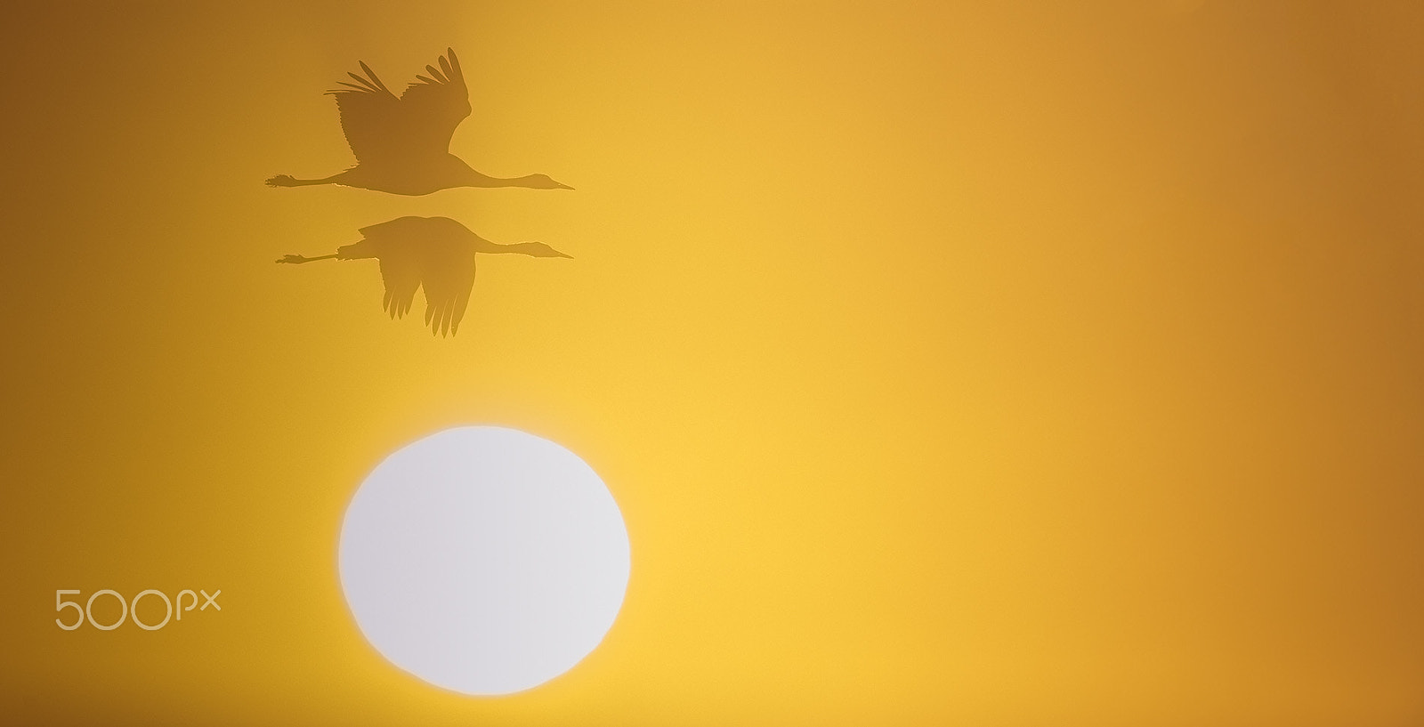 Canon EF 600mm F4L IS II USM sample photo. Cranes at sunrise photography
