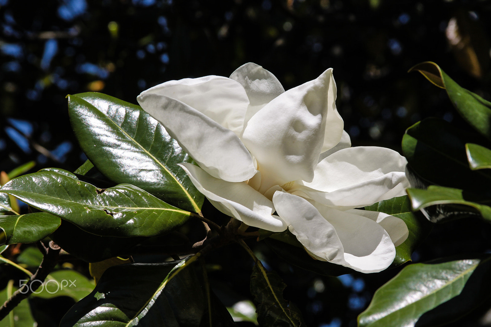 Canon EOS 50D + Canon EF 28-135mm F3.5-5.6 IS USM sample photo. Magnolia bud opening in the sunlight photography