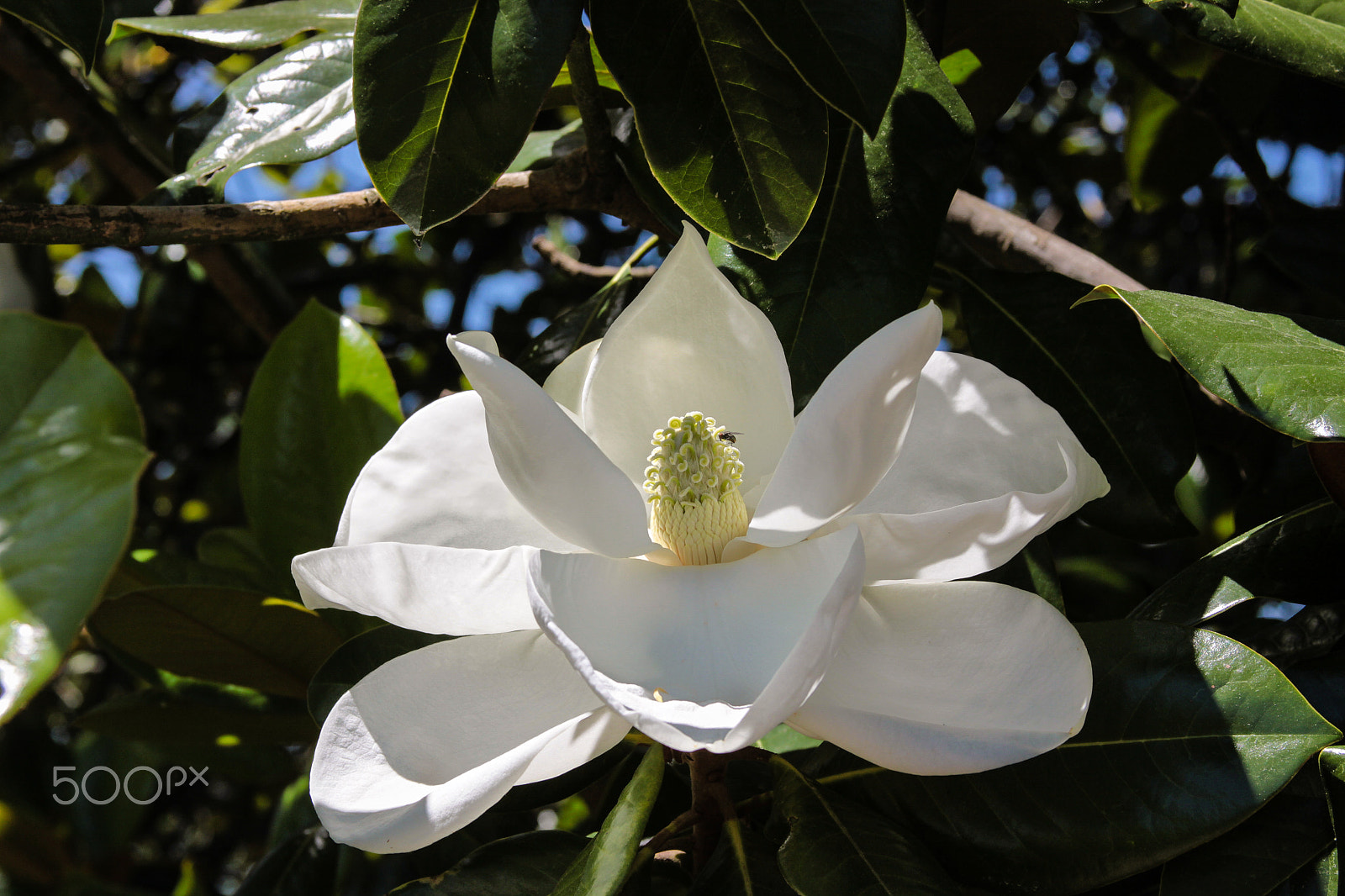 Canon EOS 50D sample photo. Magnolia in the shade photography