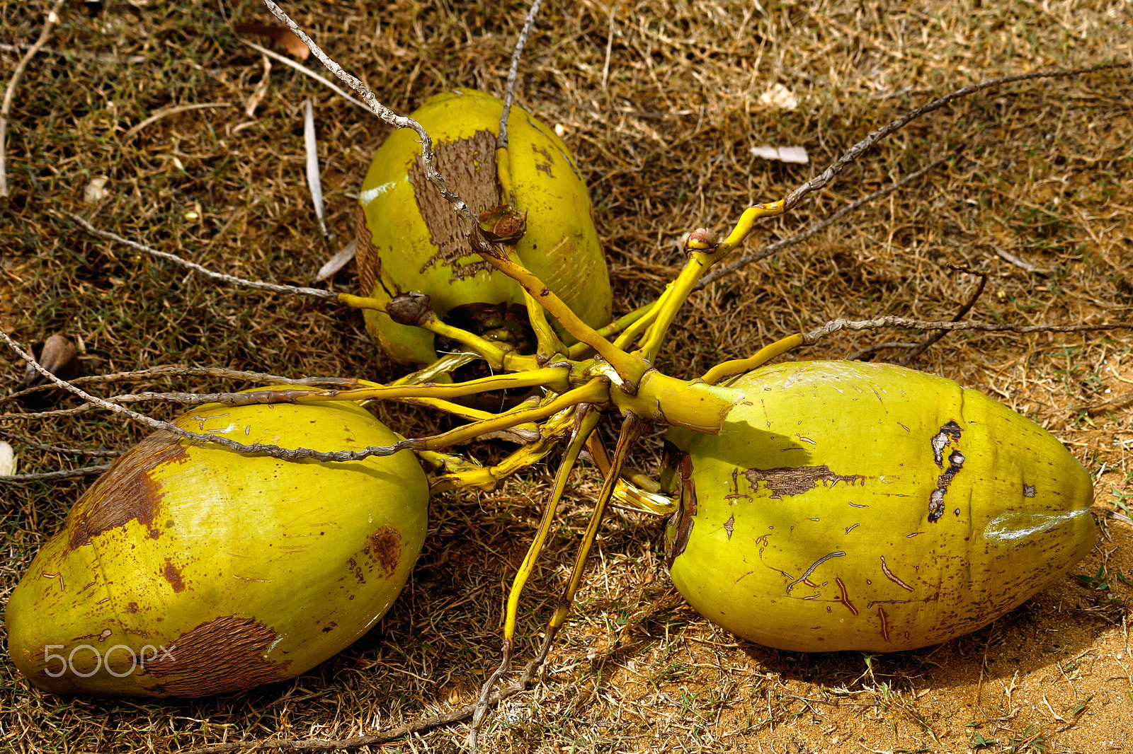 Sony a99 II + Sony DT 55-200mm F4-5.6 SAM sample photo. Yellow coconuts photography