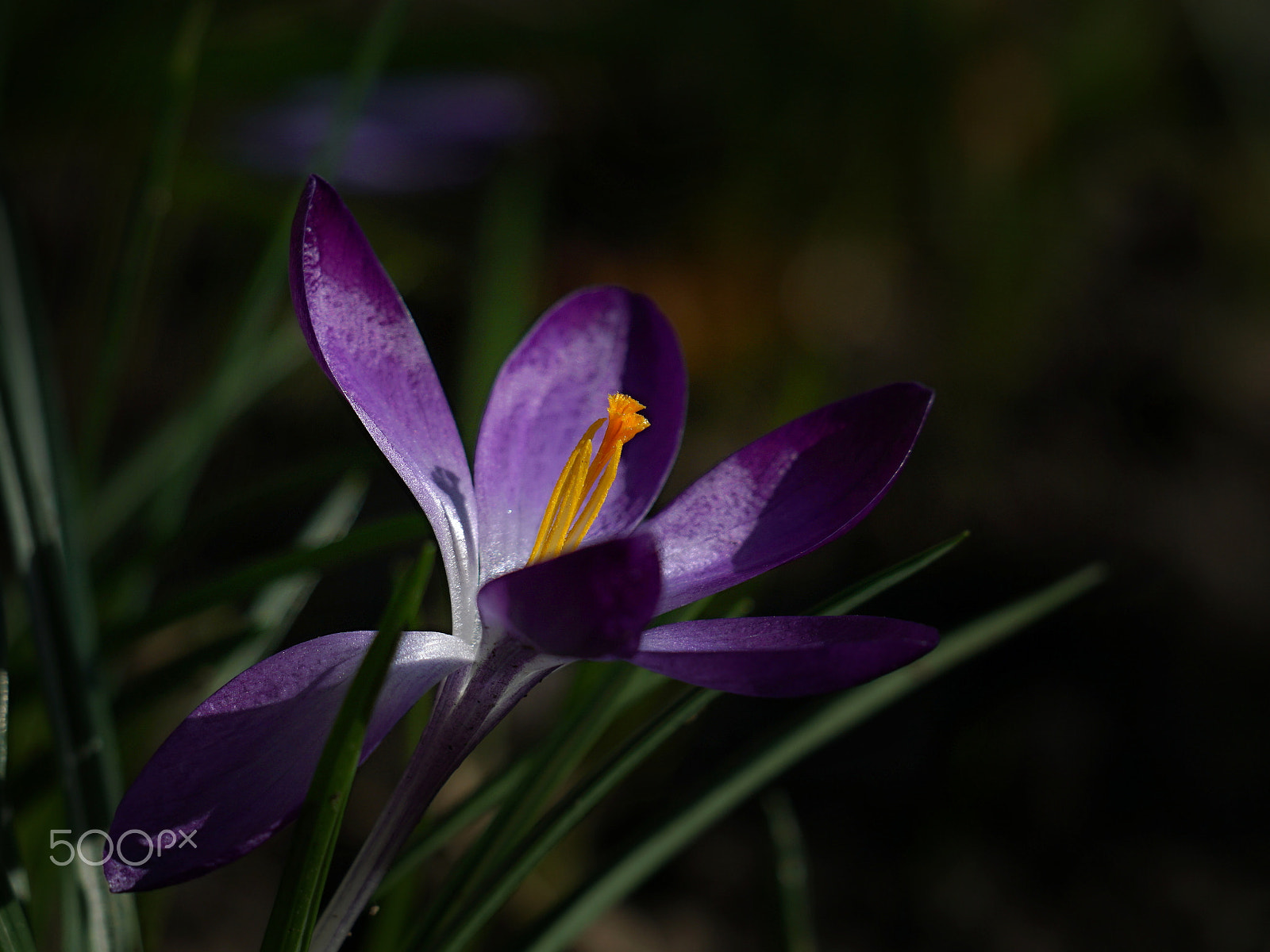 Sony FE 24-240mm F3.5-6.3 OSS sample photo. Flower photography