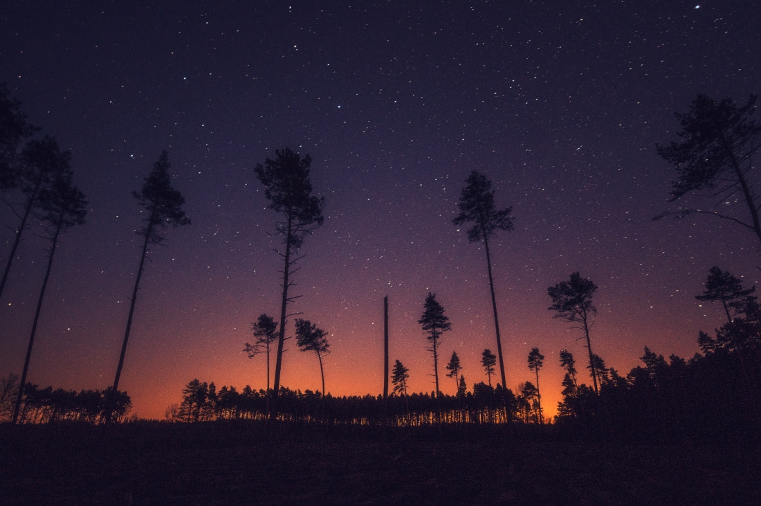 Pentax K-3 + Sigma AF 10-20mm F4-5.6 EX DC sample photo. Night in the forest photography