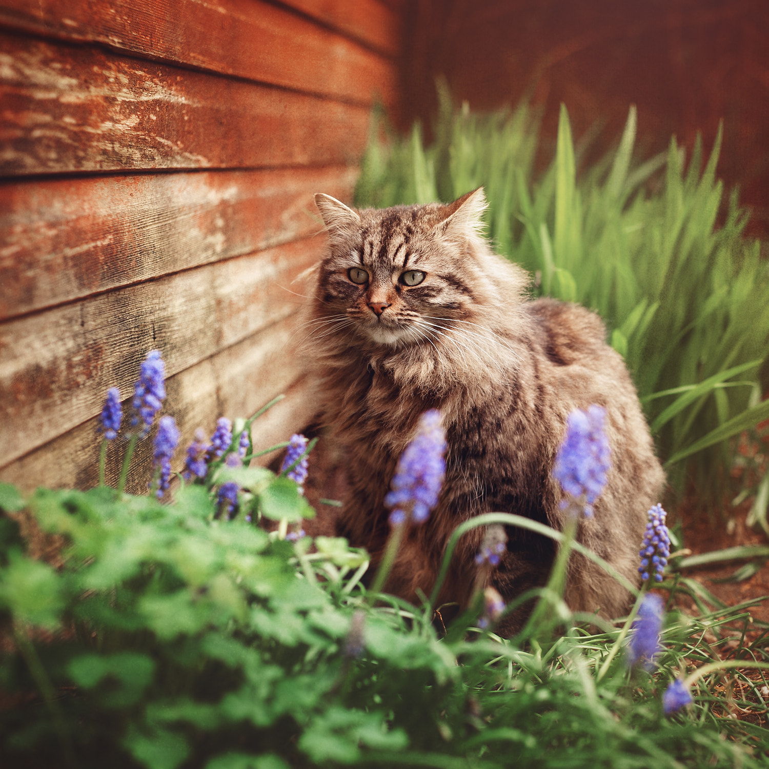 Nikon D700 + Sigma 50mm F1.4 DG HSM Art sample photo. Mr fluffy photography