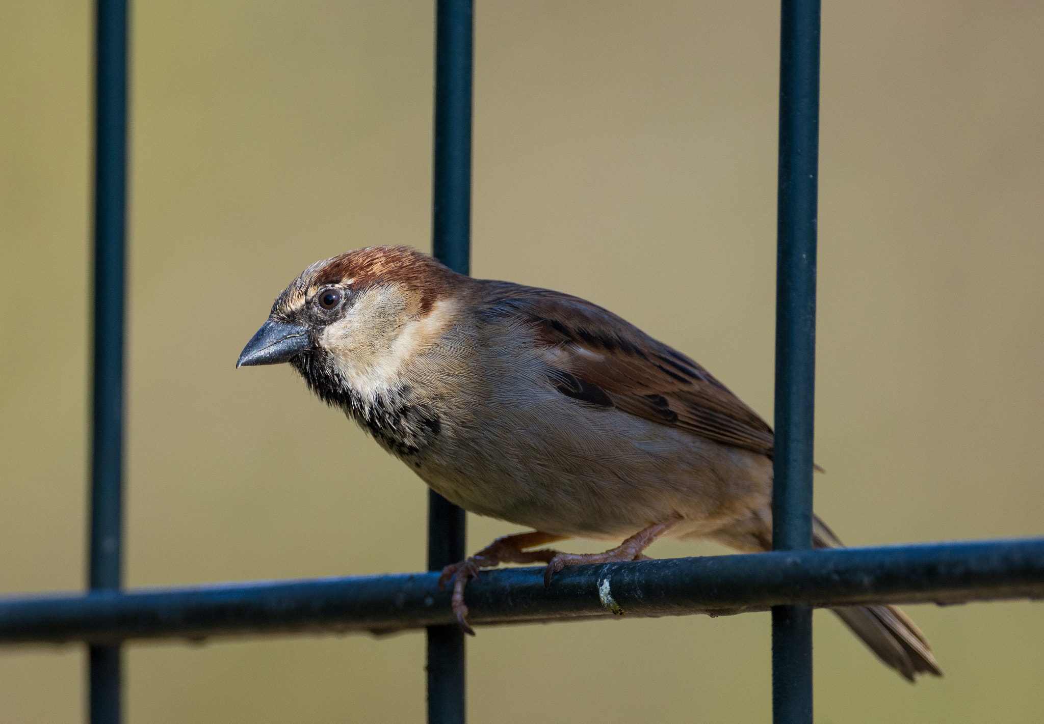 Nikon D7200 sample photo. House sparrow photography