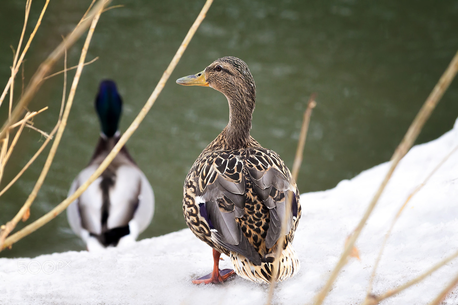 Canon EF 70-300mm F4-5.6 IS USM sample photo. Duck near the river photography