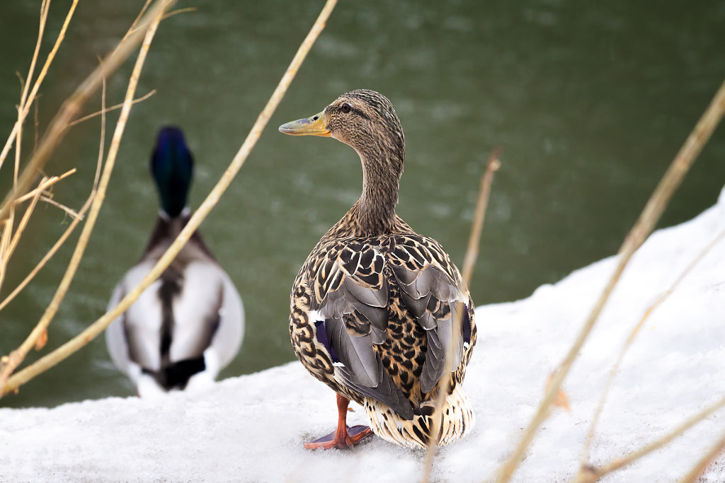 duck near the river by Nick Patrin on 500px.com