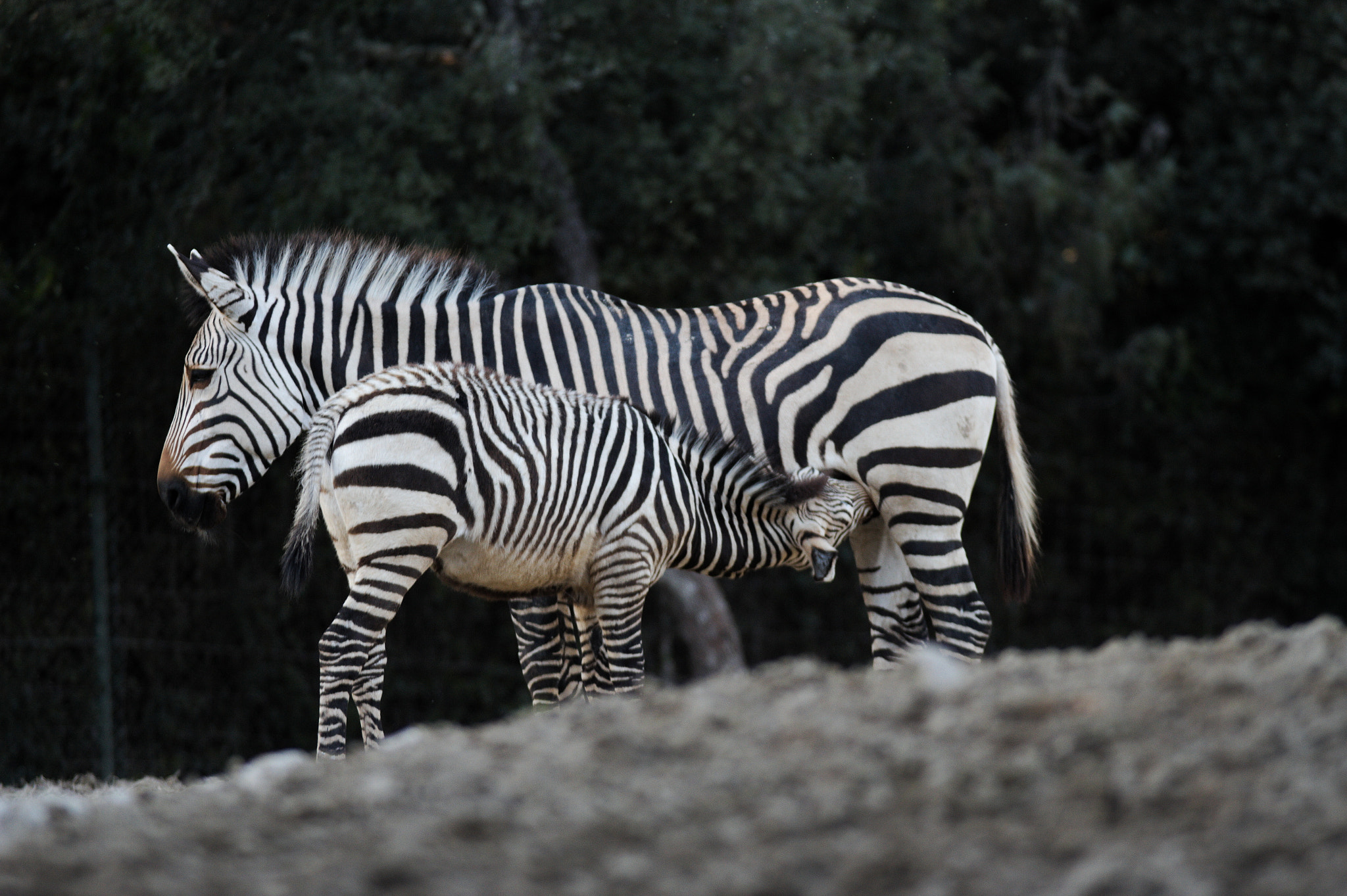 Canon EOS 7D + Sigma 70-200mm F2.8 EX DG OS HSM sample photo. Zebra photography