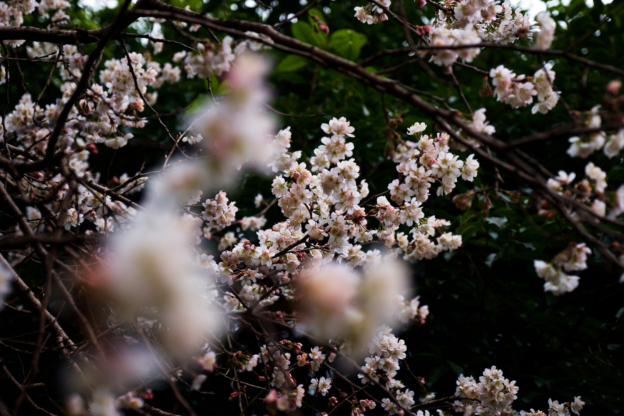 Fujifilm X-T1 + Fujifilm XF 16-55mm F2.8 R LM WR sample photo. 蠡湖公园门口的早樱 photography