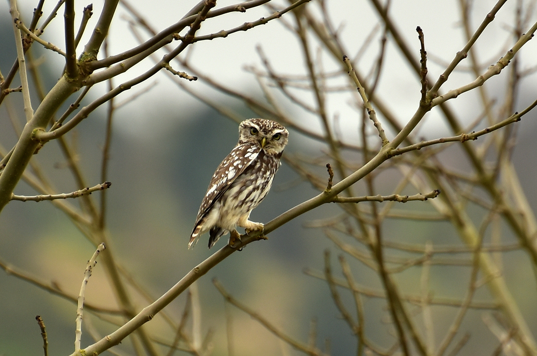 Nikon D5500 sample photo. Little owl photography