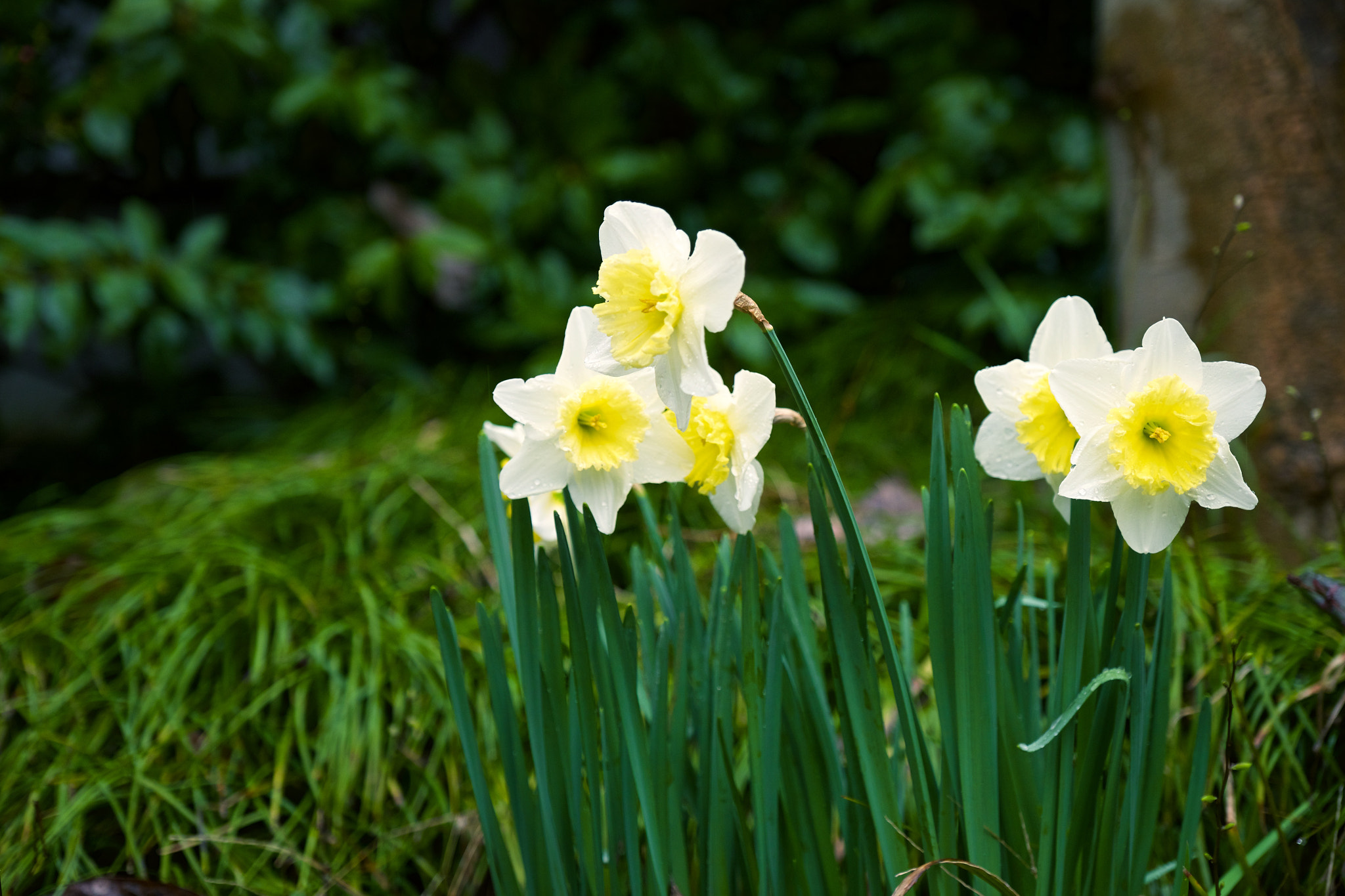 Fujifilm X-T1 + Fujifilm XF 16-55mm F2.8 R LM WR sample photo. 不知名的花❀ photography