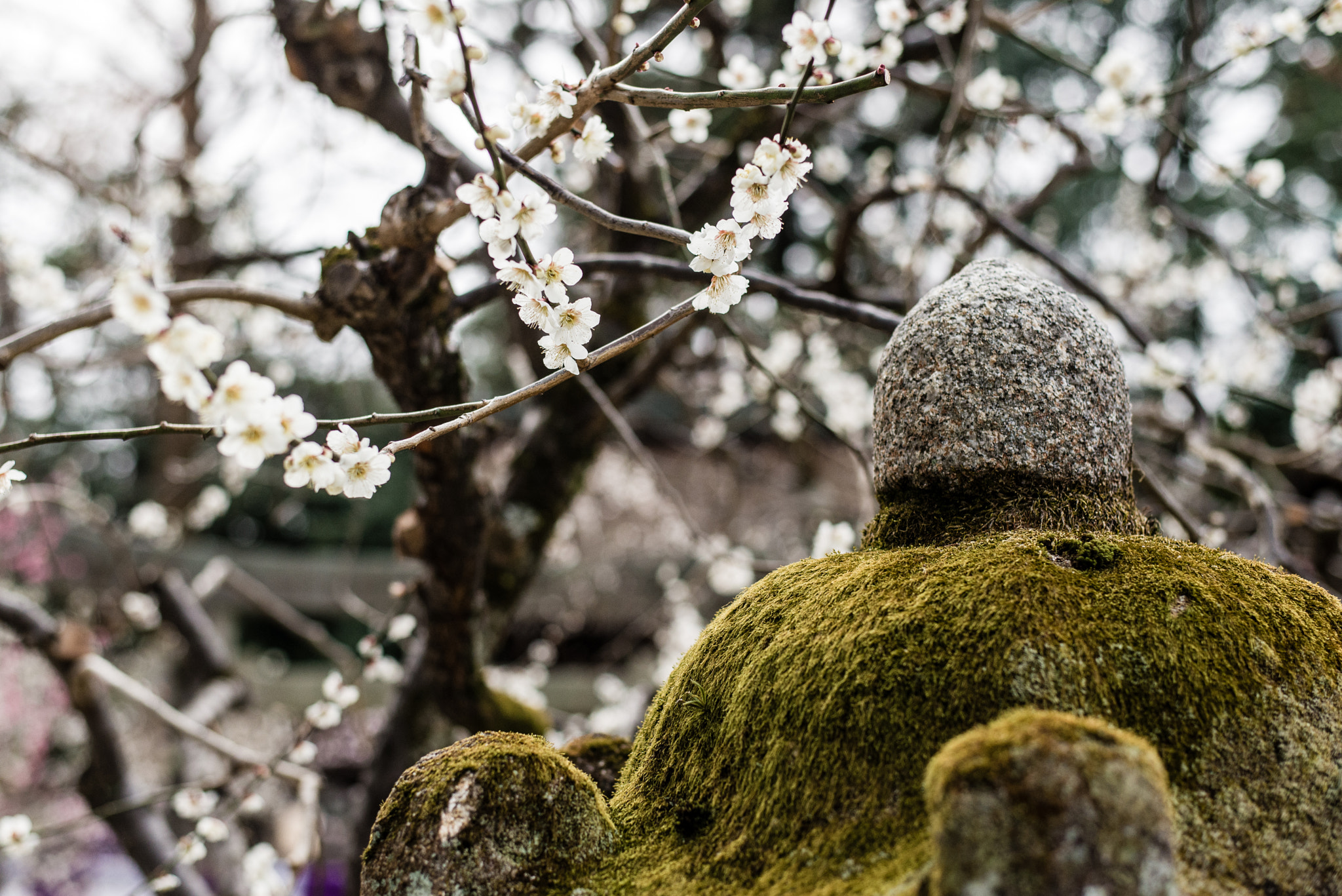 Nikon D600 + Nikon AF-S Nikkor 50mm F1.8G sample photo. Japanese plum photography