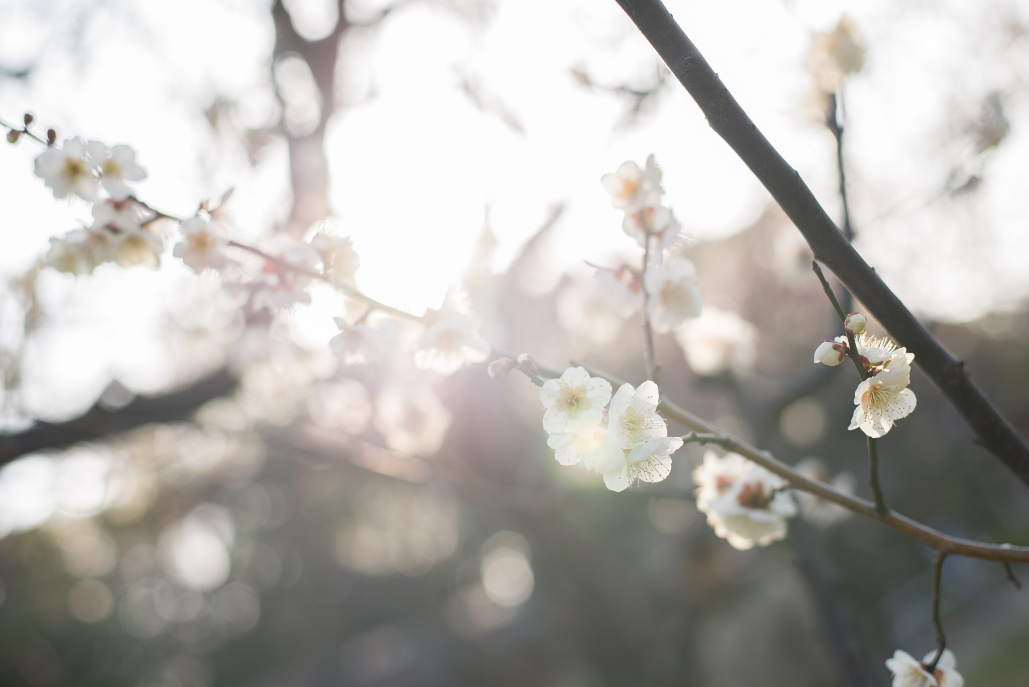 Nikon D600 + Nikon AF-S Nikkor 50mm F1.8G sample photo. Japanese plum photography