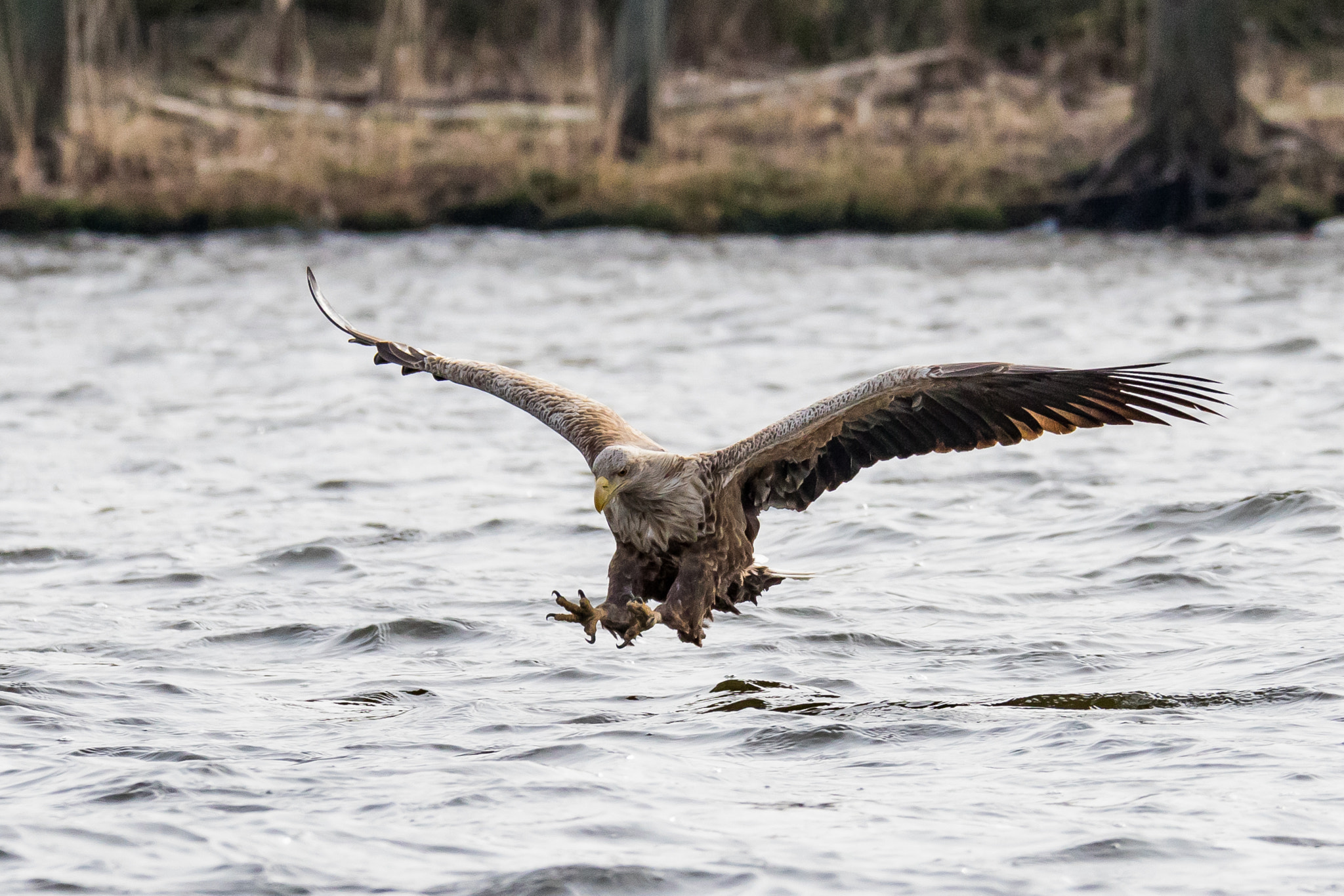 Canon EOS 7D Mark II + 150-600mm F5-6.3 DG OS HSM | Sports 014 sample photo. Stay on target (white-tailed eagle) photography